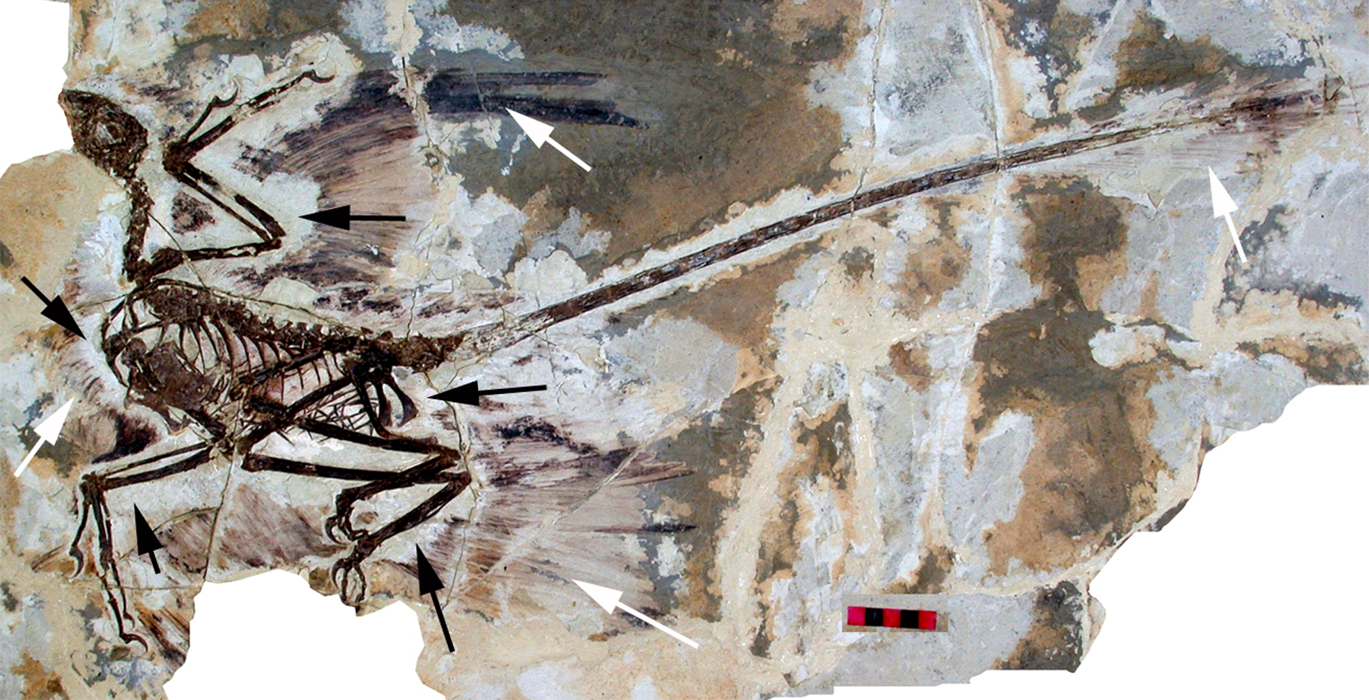 Microraptor_gui_holotype.png