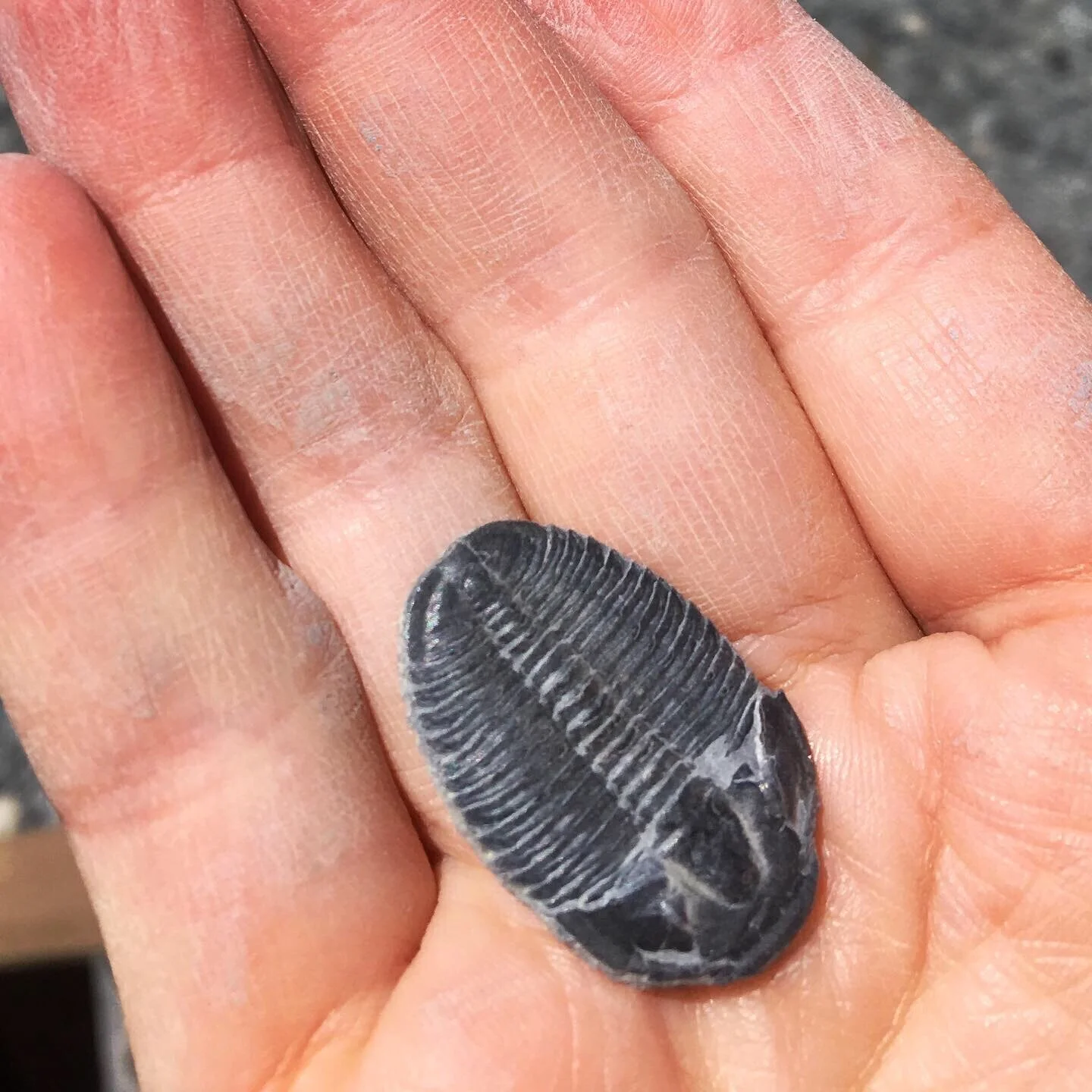 Trilobite Up-Close