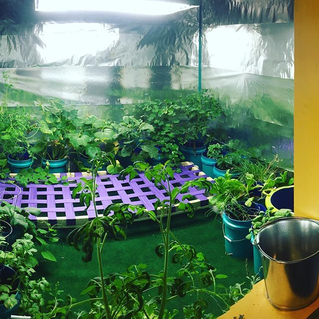 Experiments with indoor gardening. #indoorgarden #sustainablefarming #sculpture #installation #growlight #growroom #familiarworkshop