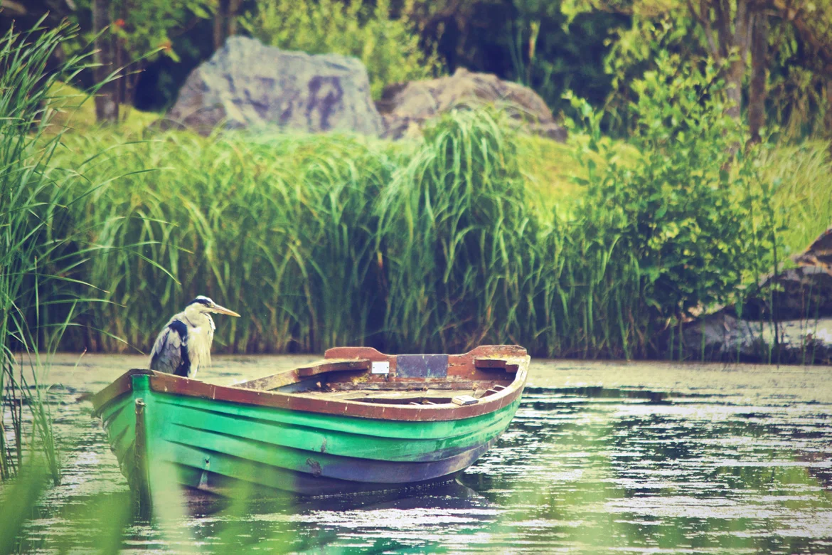 heron-in-a-boat.jpg