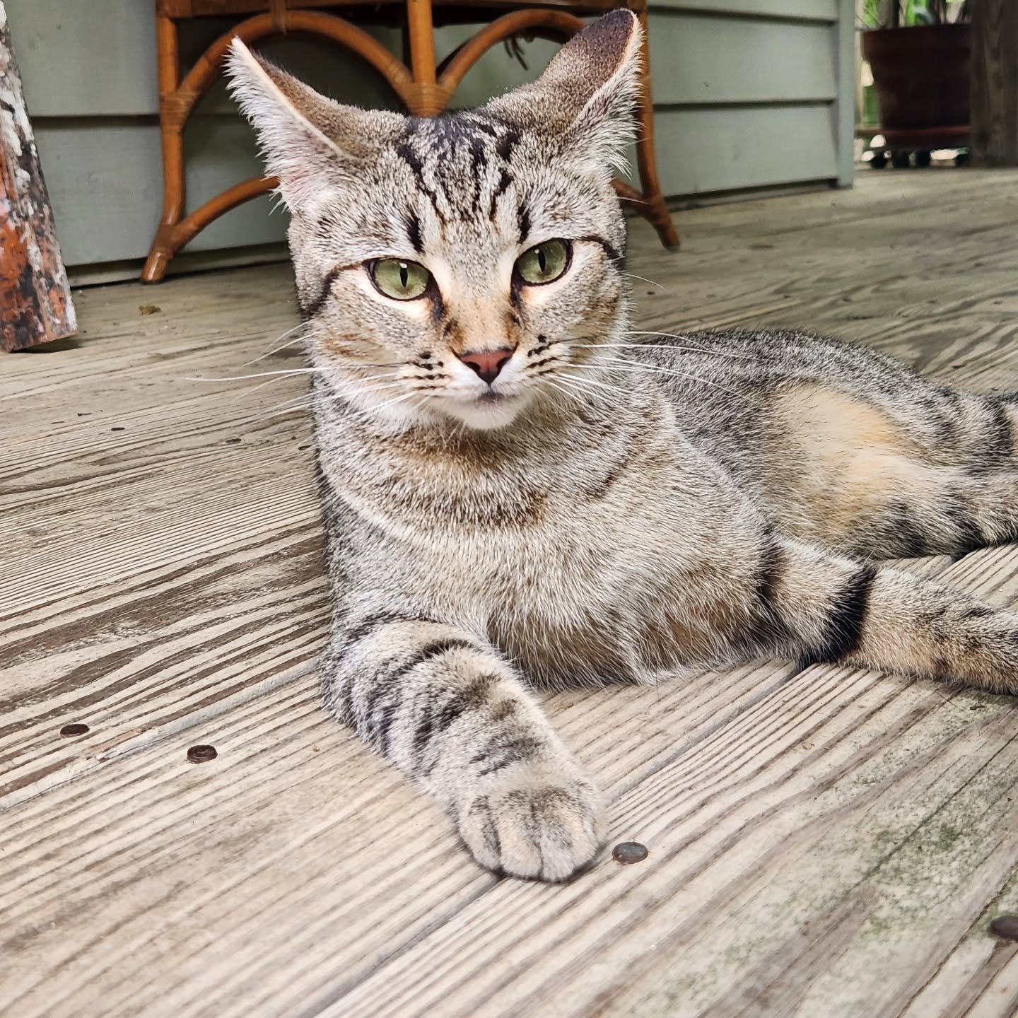 Fiona on the porch.