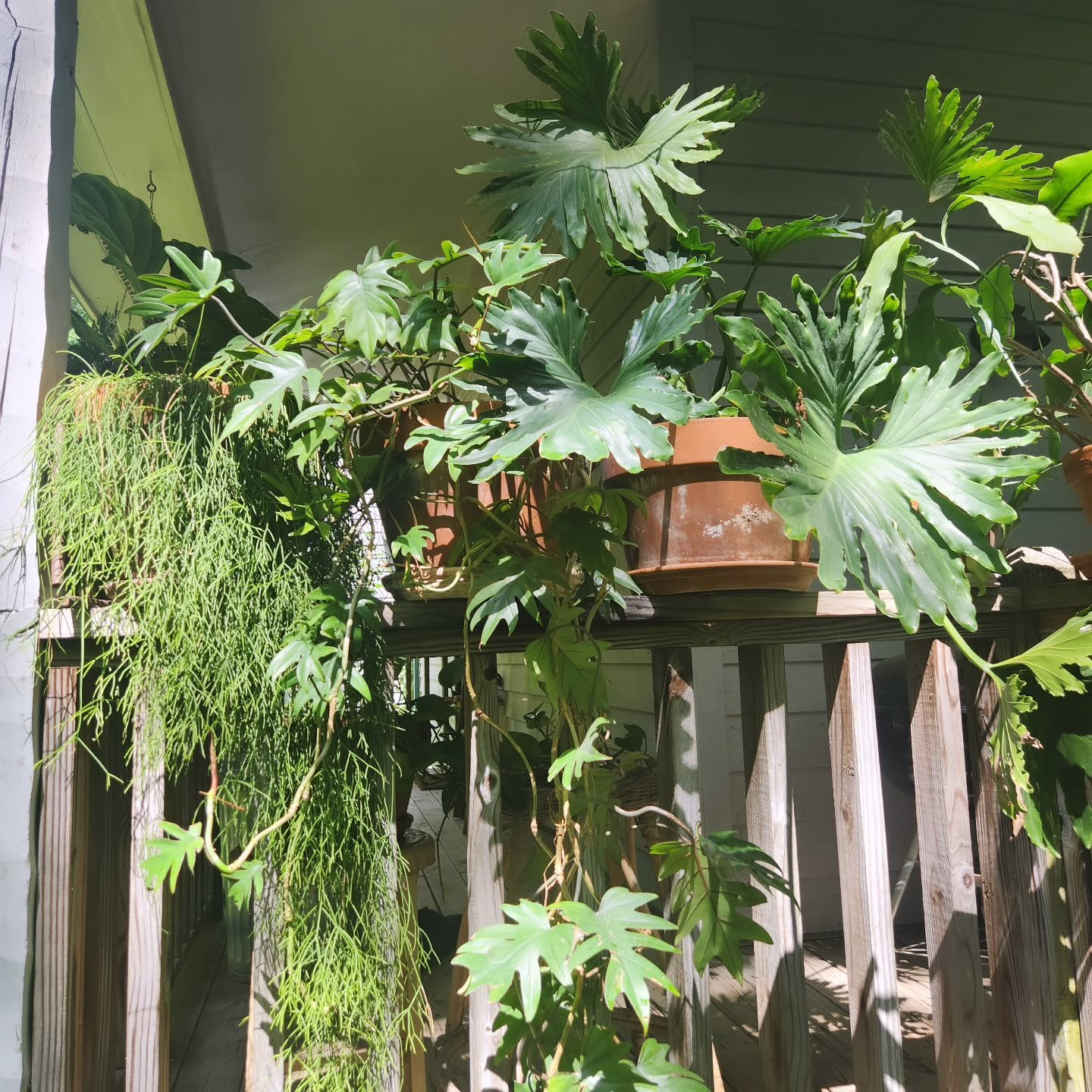 House plants on summer vacation