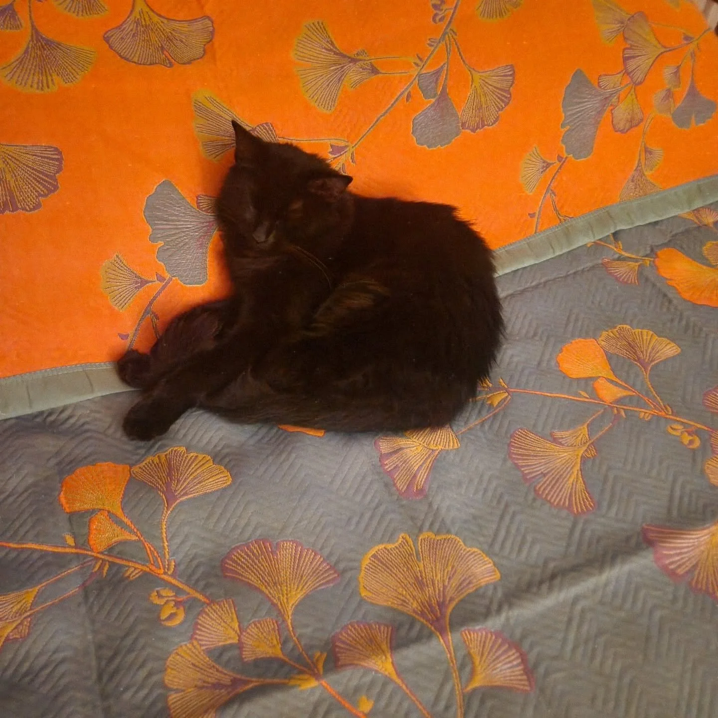 Our little ginkgo Zola