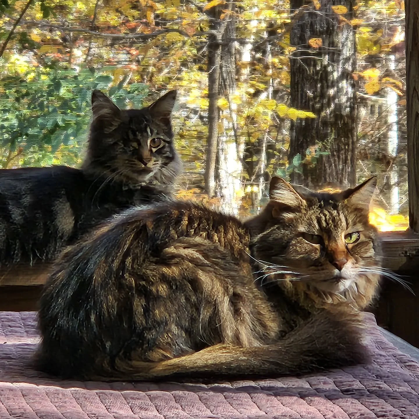 Our boys. Sweet babes.