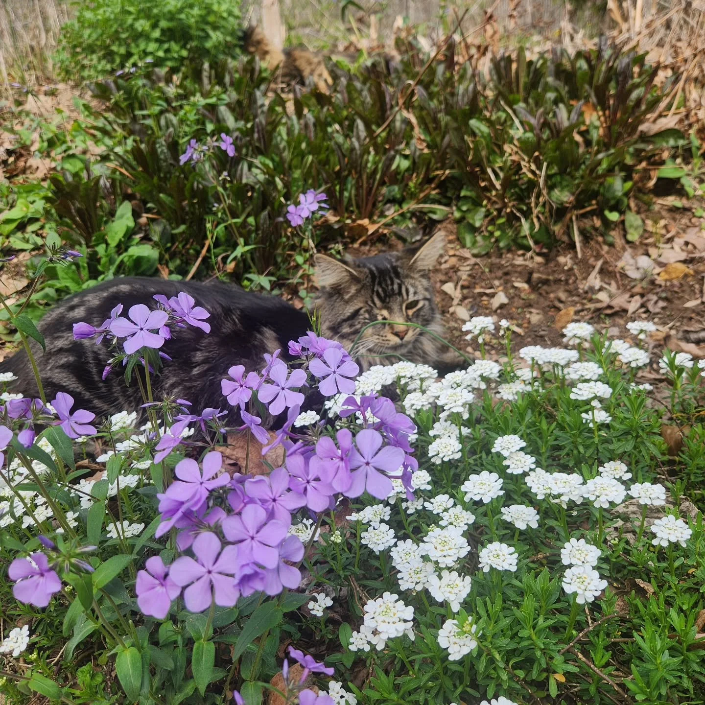This kid in the flowers.