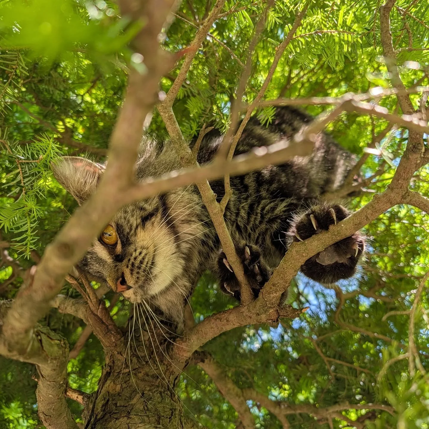 Illicitly climbing bonsai
