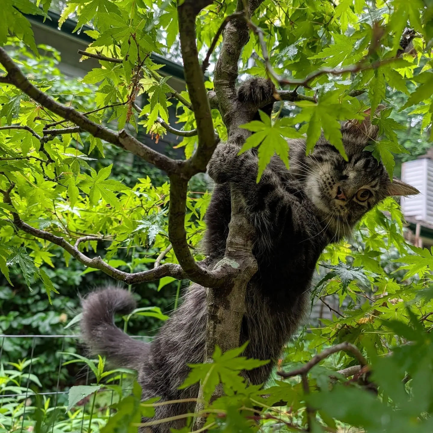 This dude is loving the bonsai. Dear Lordy.