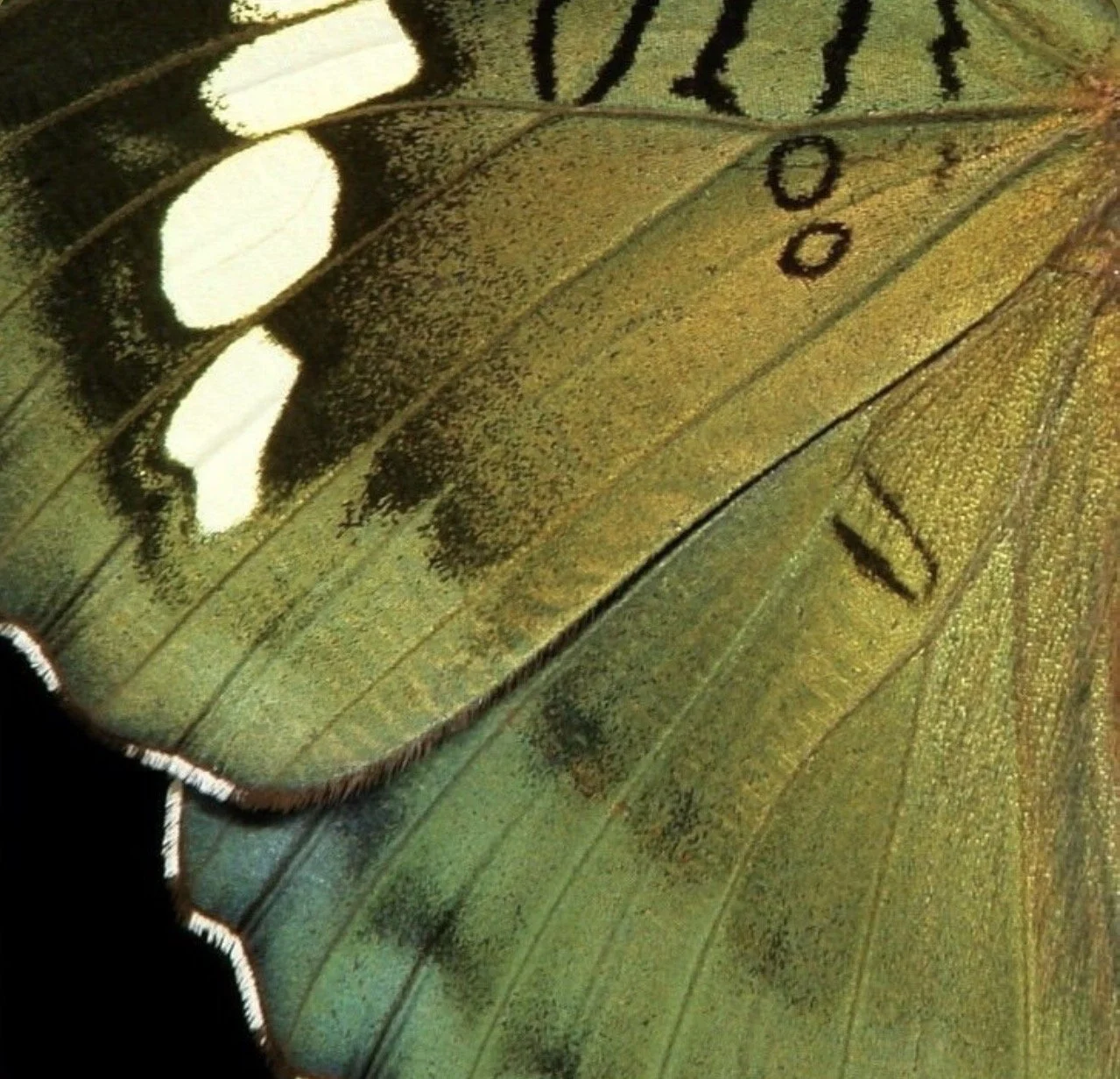 Anahata Sessions: SEPTEMBER