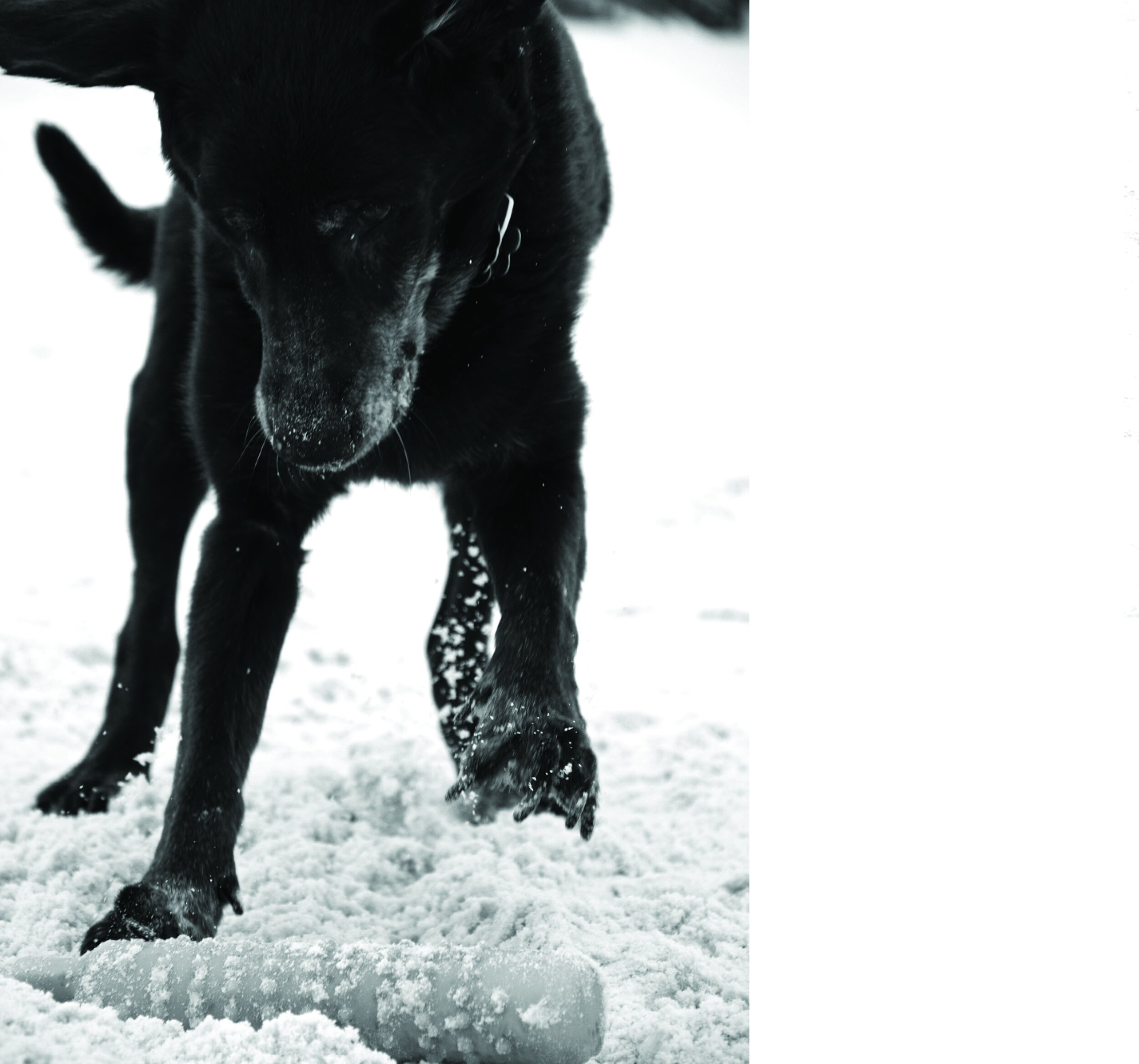 Dogs of 30A 2010 Edition Book14.jpg