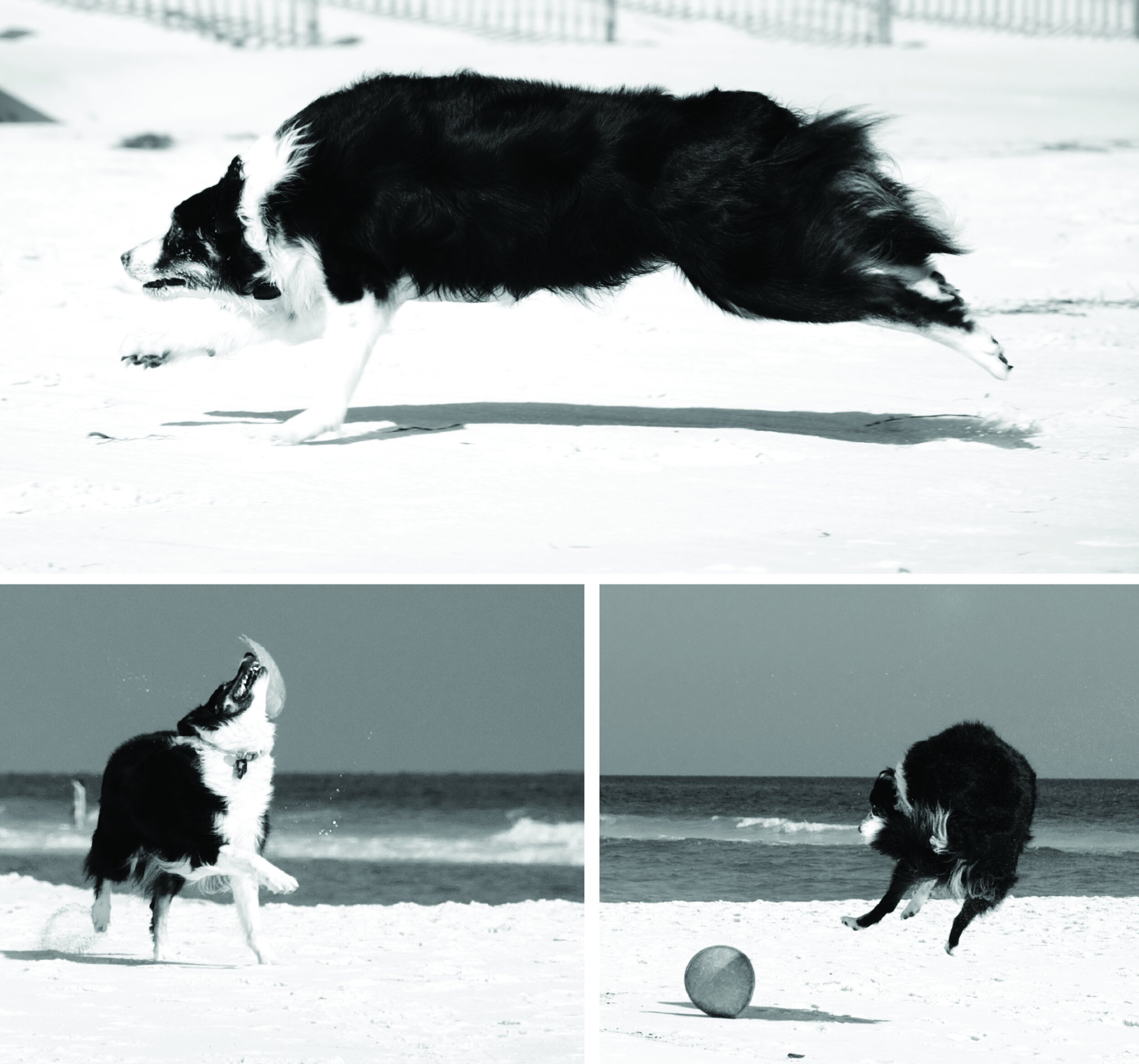 Dogs of 30A 2010 Edition Book18.jpg