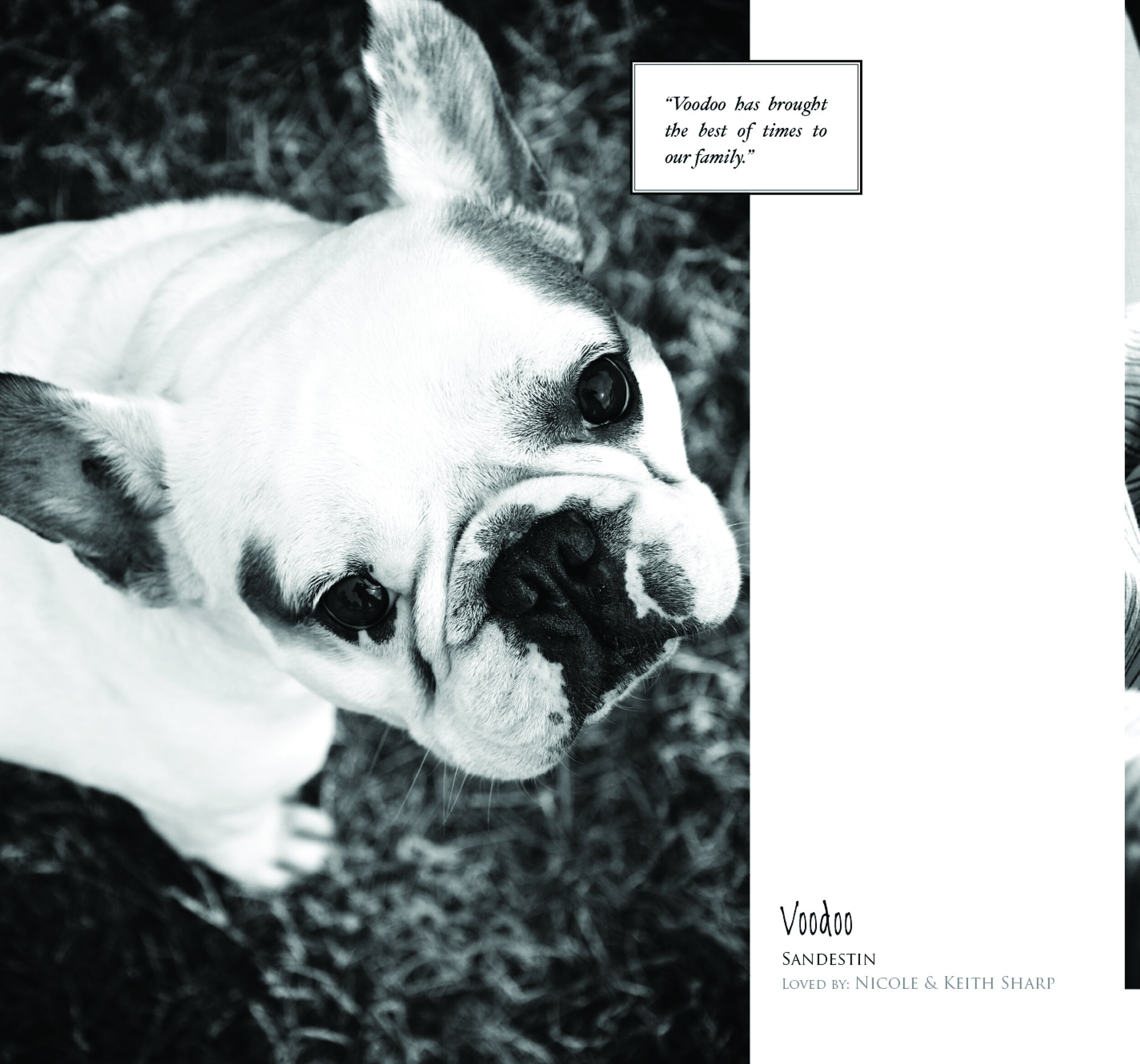 Dogs of 30A 2010 Edition Book26.jpg