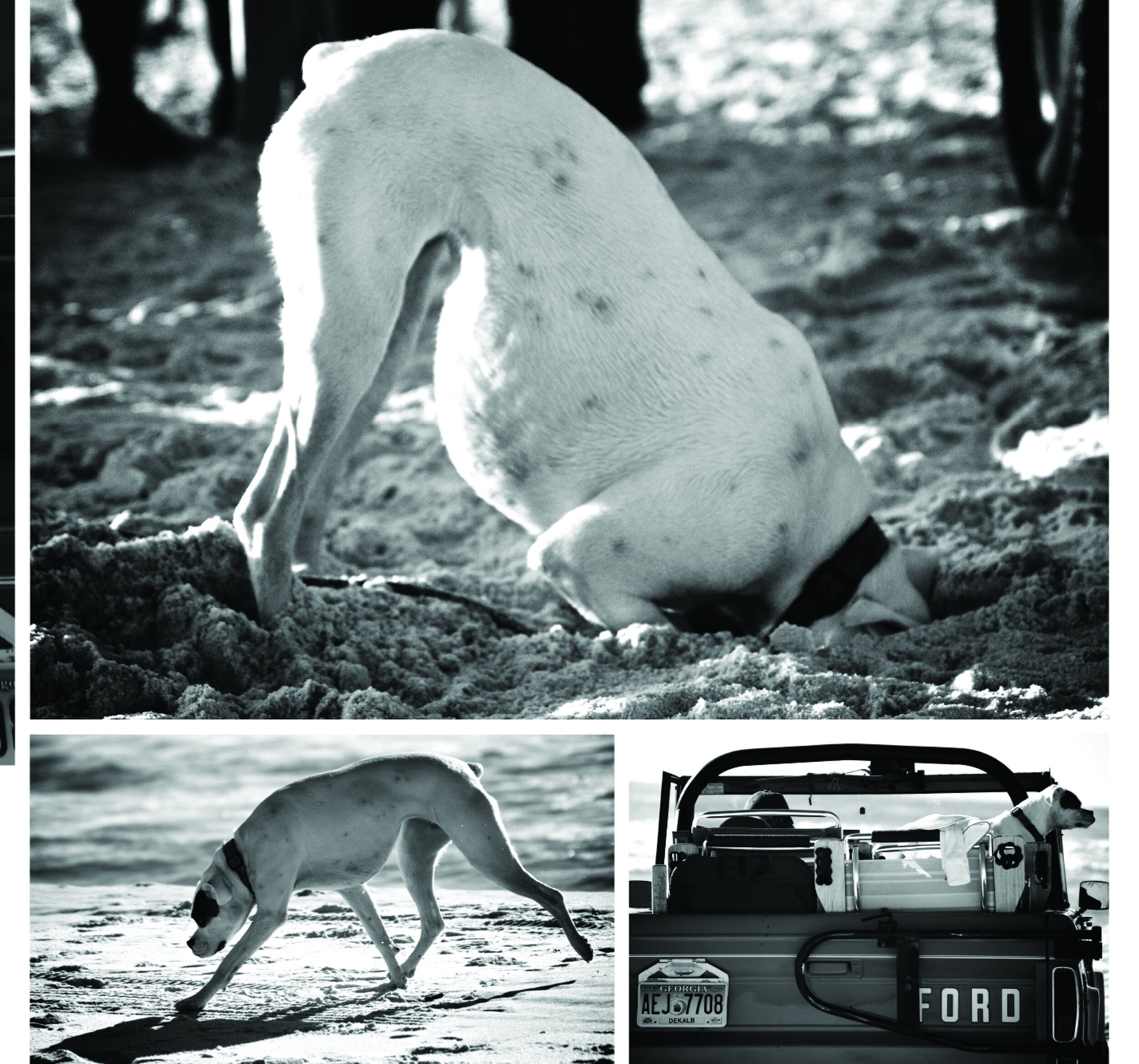 Dogs of 30A 2010 Edition Book11.jpg
