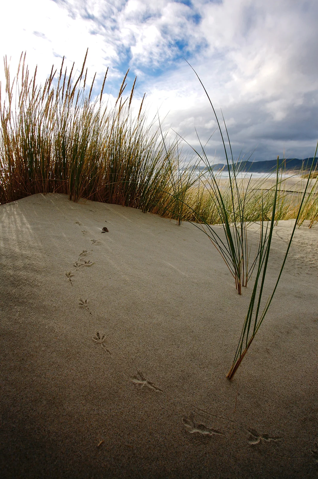 Footprints, 2007