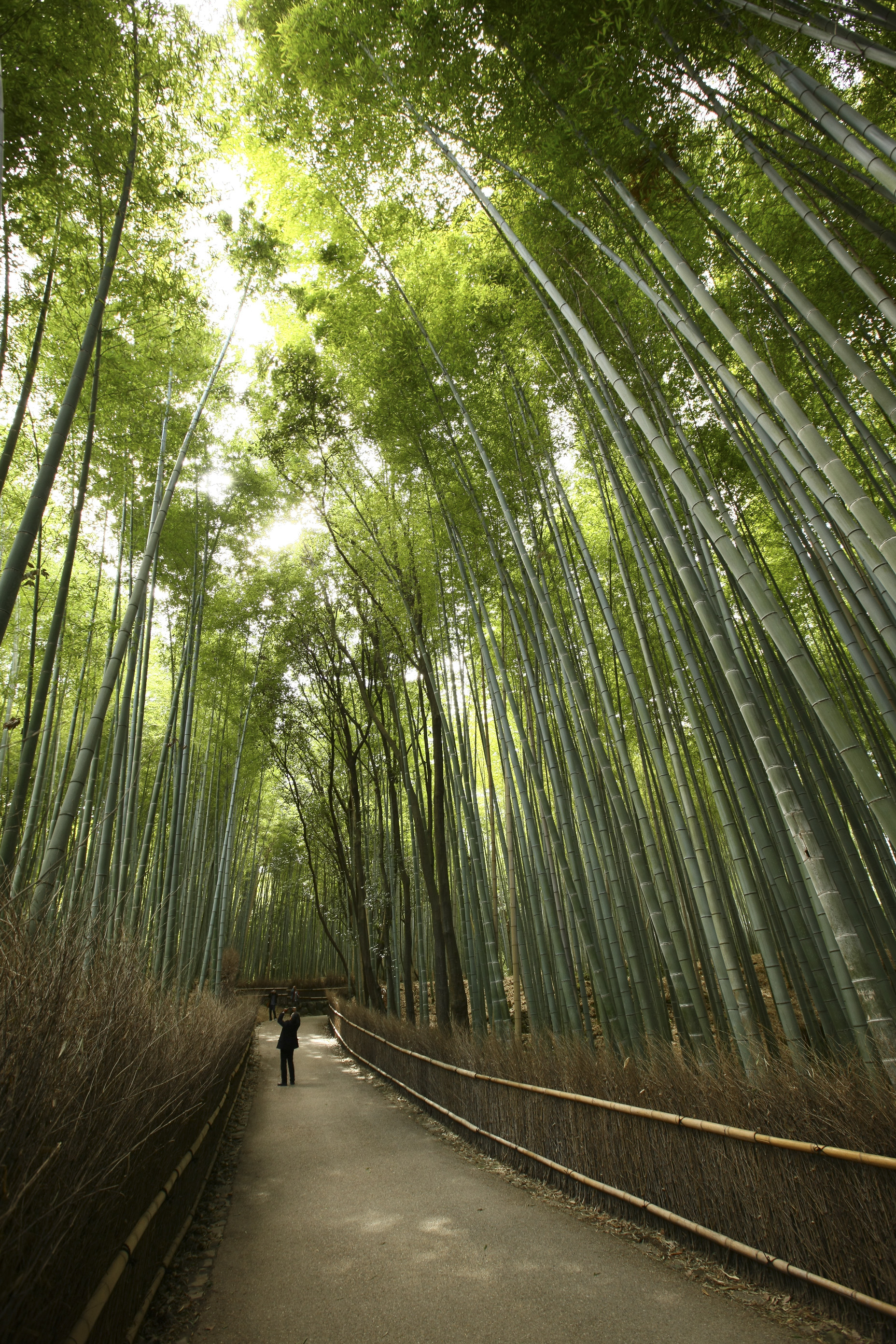 Arashiyama Profile, 2011