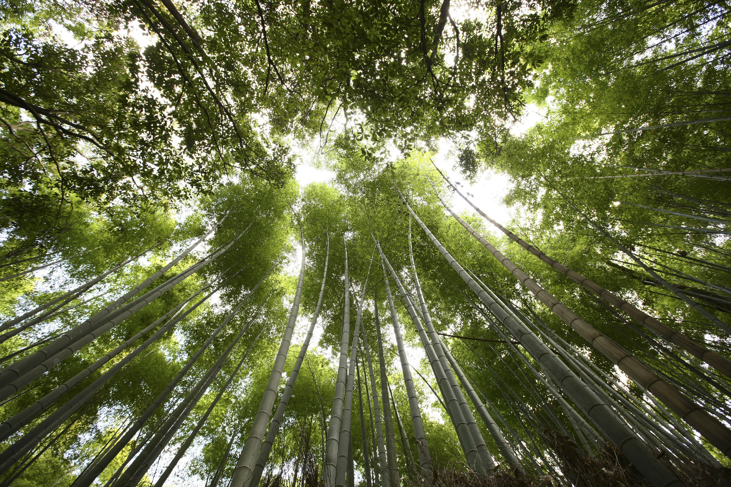 Bamboo Canopy Detail, 2011