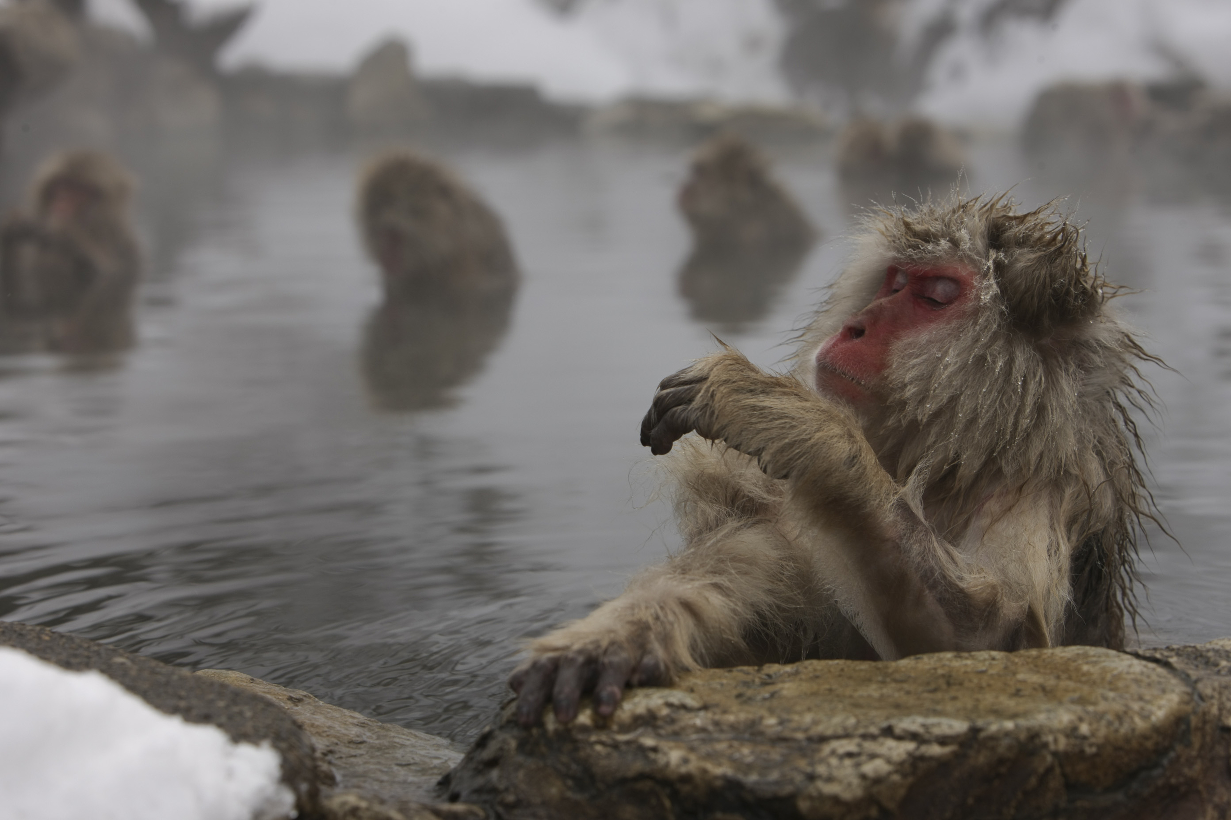 Japanese Macaque #3, 2011