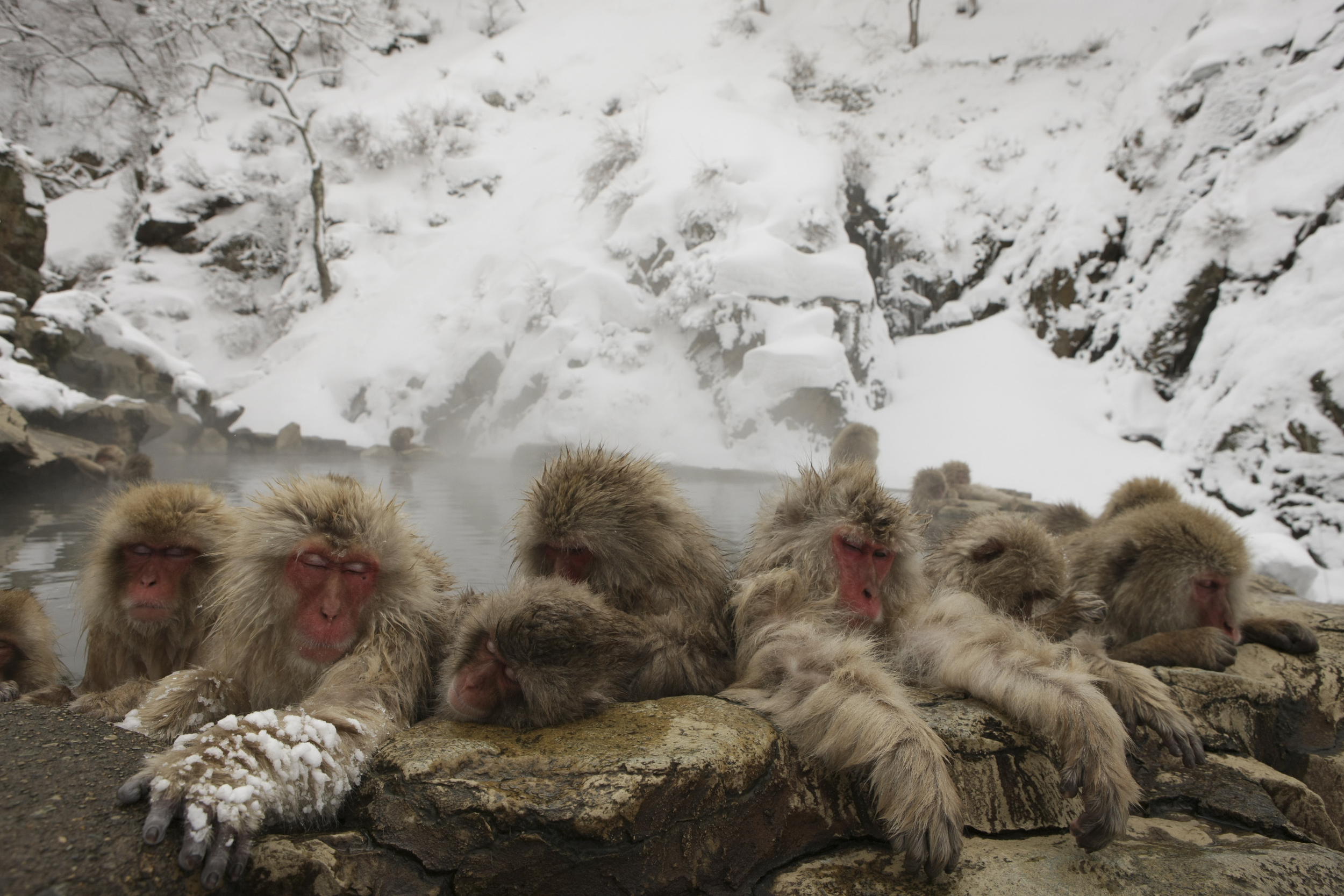 Japanese Macaque #4, 2011