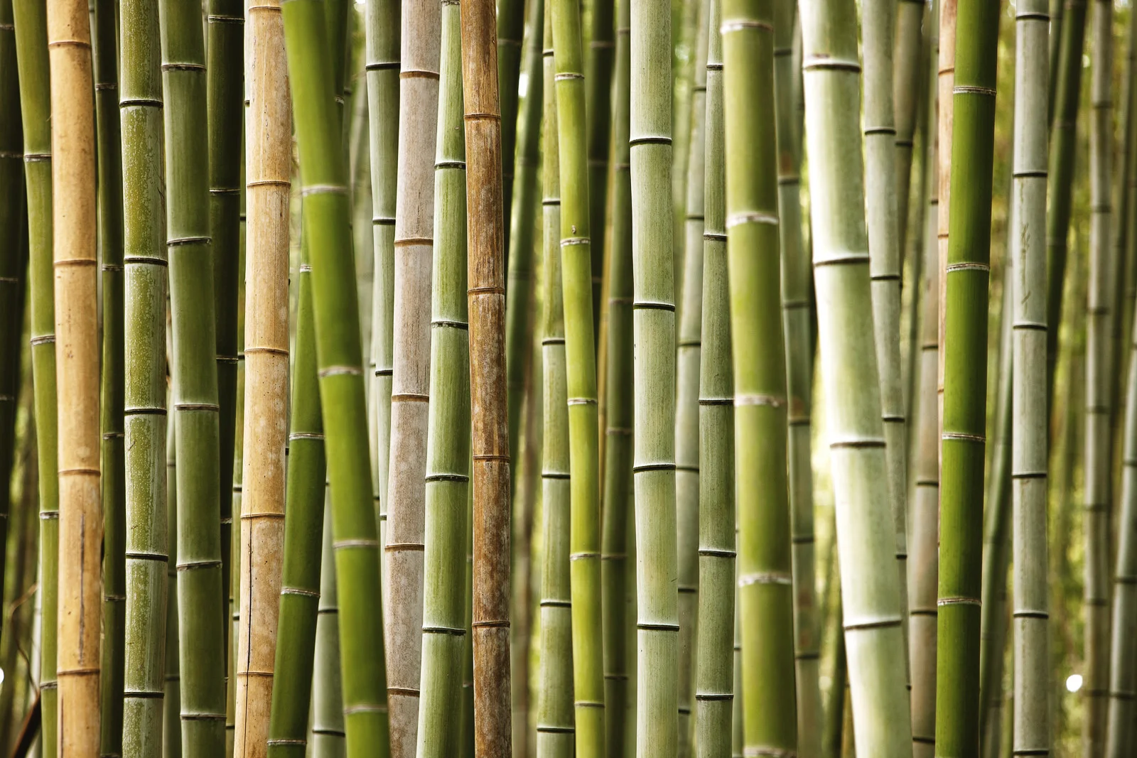 Bamboo Forest Profile, 2011