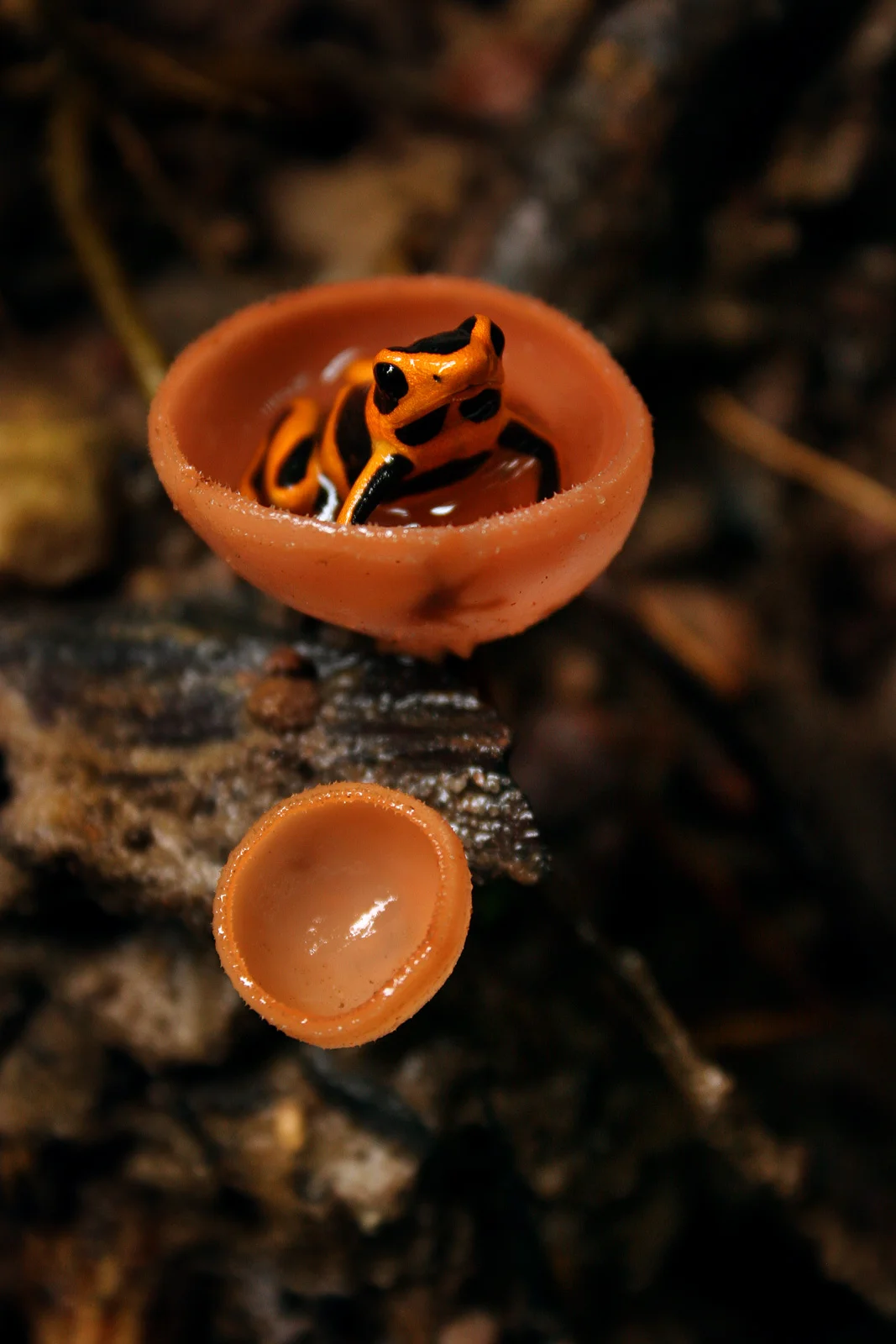 PDF-in-Cup-Fungus.jpg