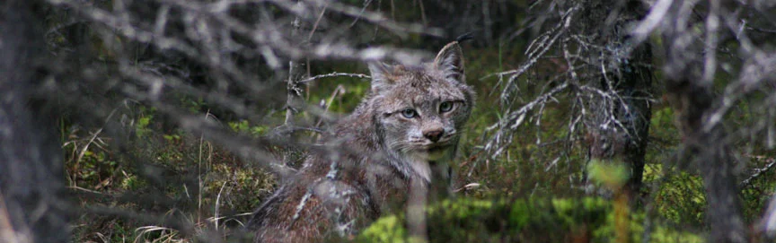 Lynx-Pan.jpg