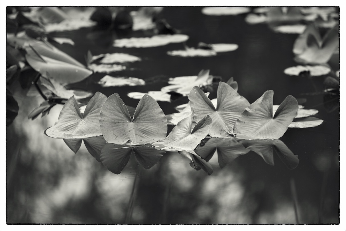 "Lilies with reflection, 2016" - from a warm up shoot