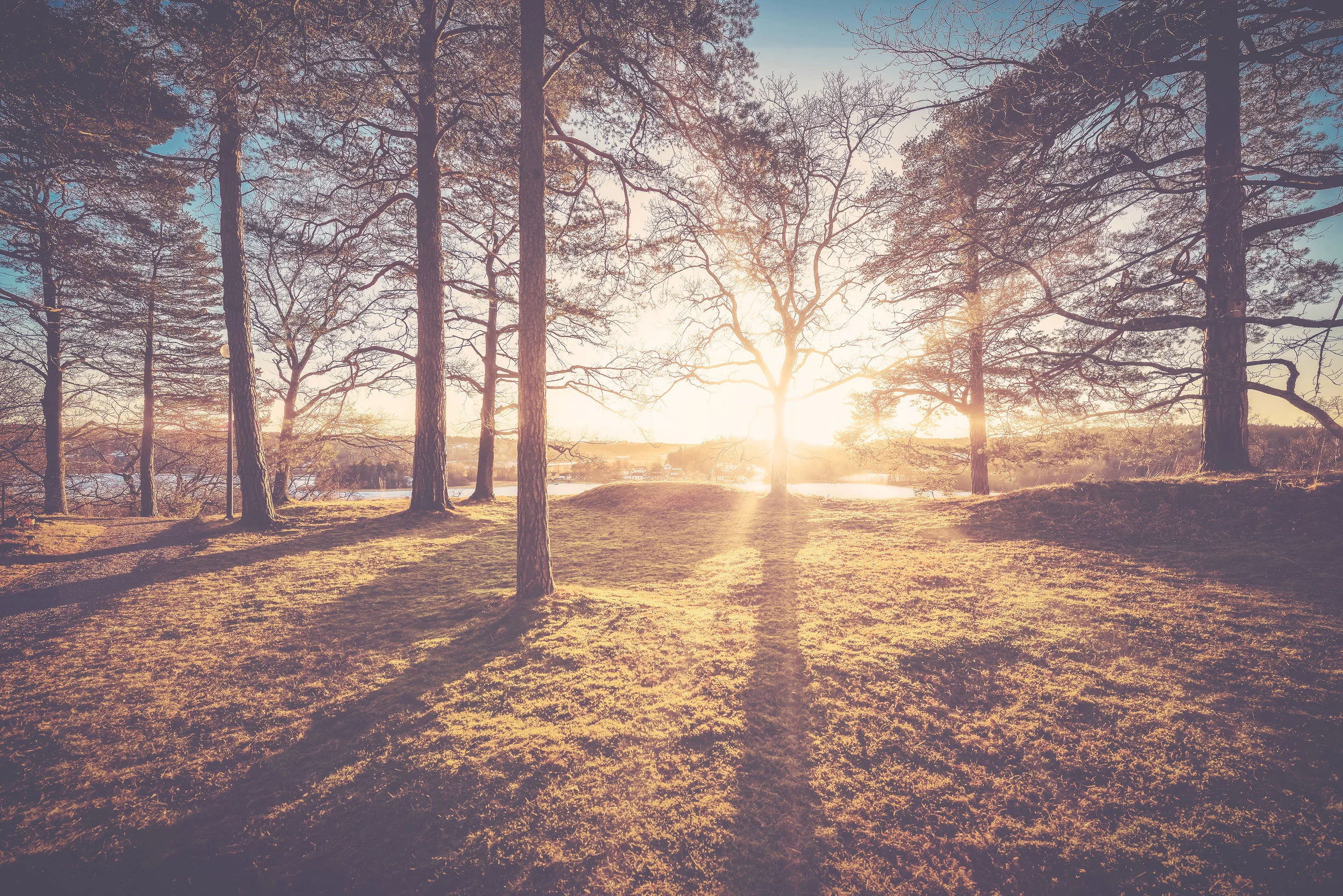 AdobeStock_trees landscape.jpeg