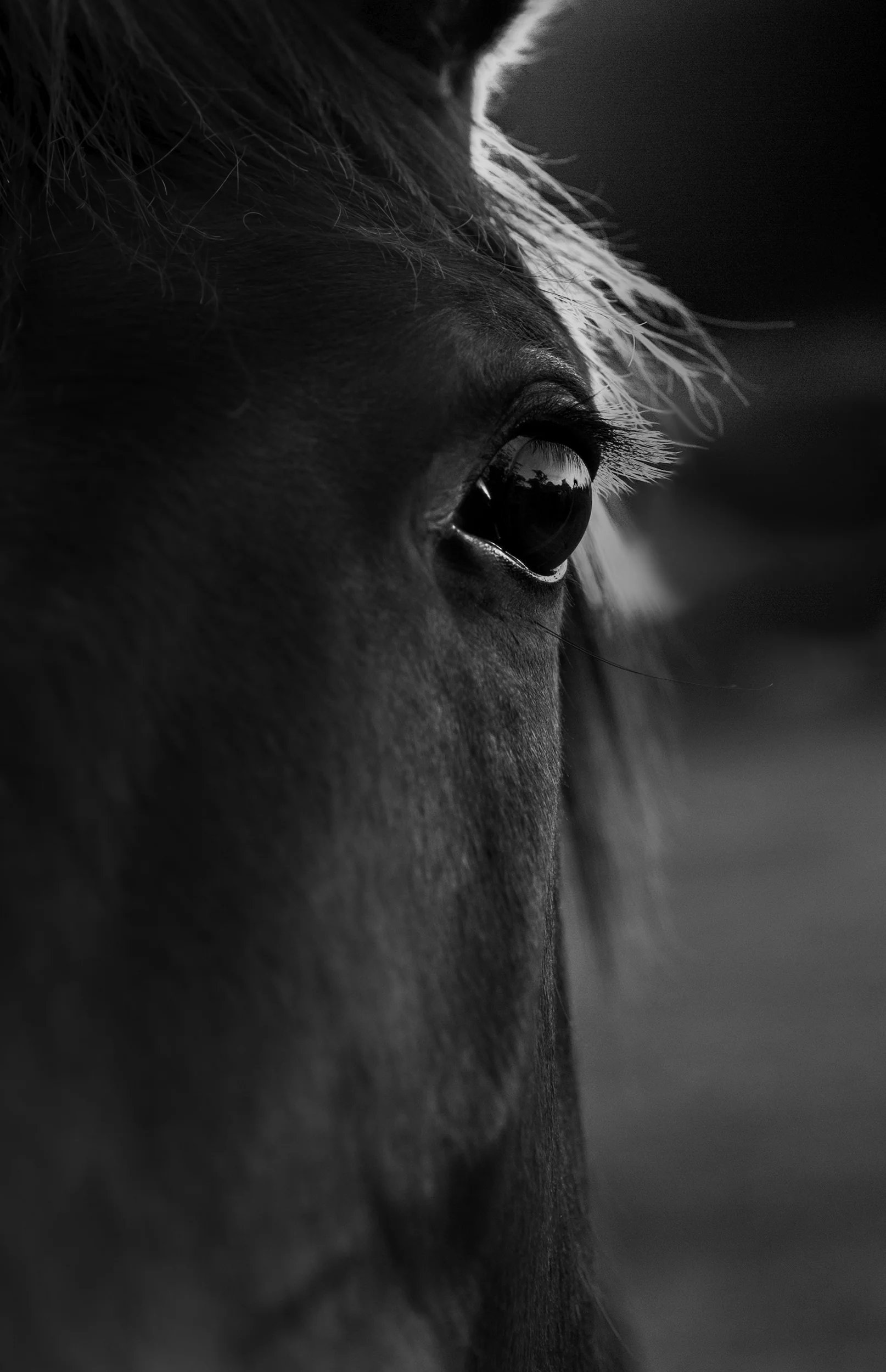 I'm not sure if there is a proper definition of fine art photography. For me, it's about how the subject is shown in a creative manner. This horse above interrupted a portrait shoot. Luckily the client was happy to oblige as we engaged with this beautiful animal. Prints are available in different sizes.