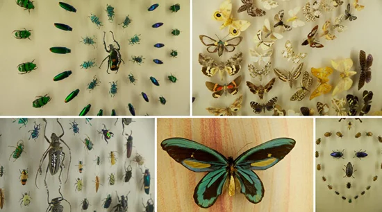 Insectarium.jpg