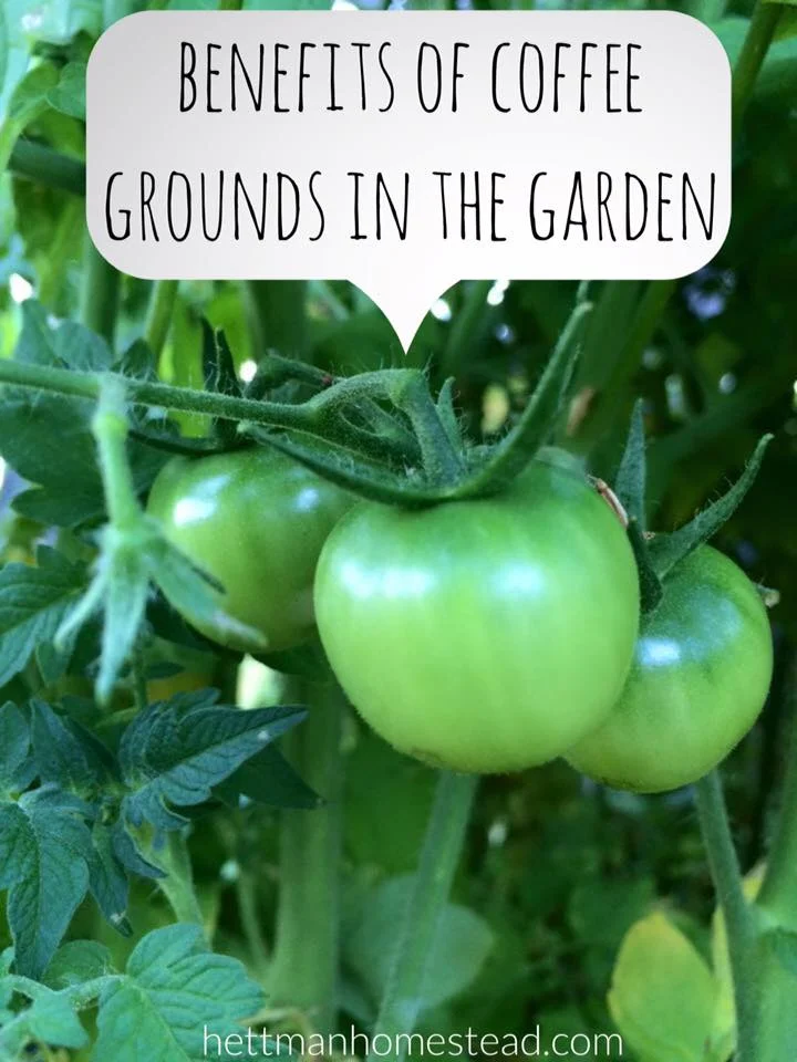 How To Get Rid Of Mold, Mildew, & Gnats In Your House Plants — Hettman