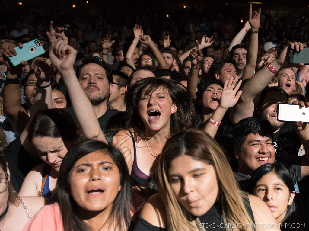 Foals