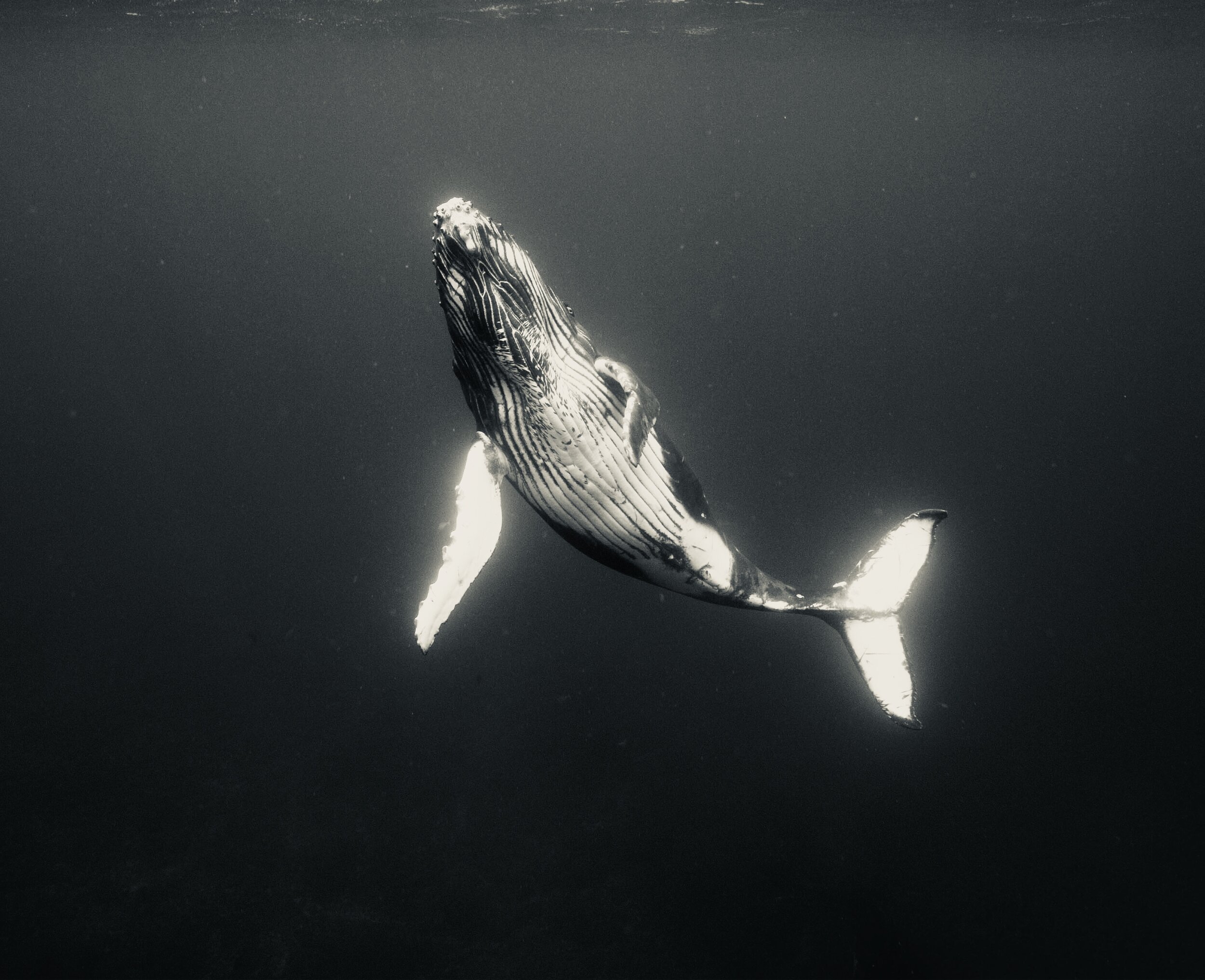 Filming Humpback Whales in Tonga (possibly the best week of my life)