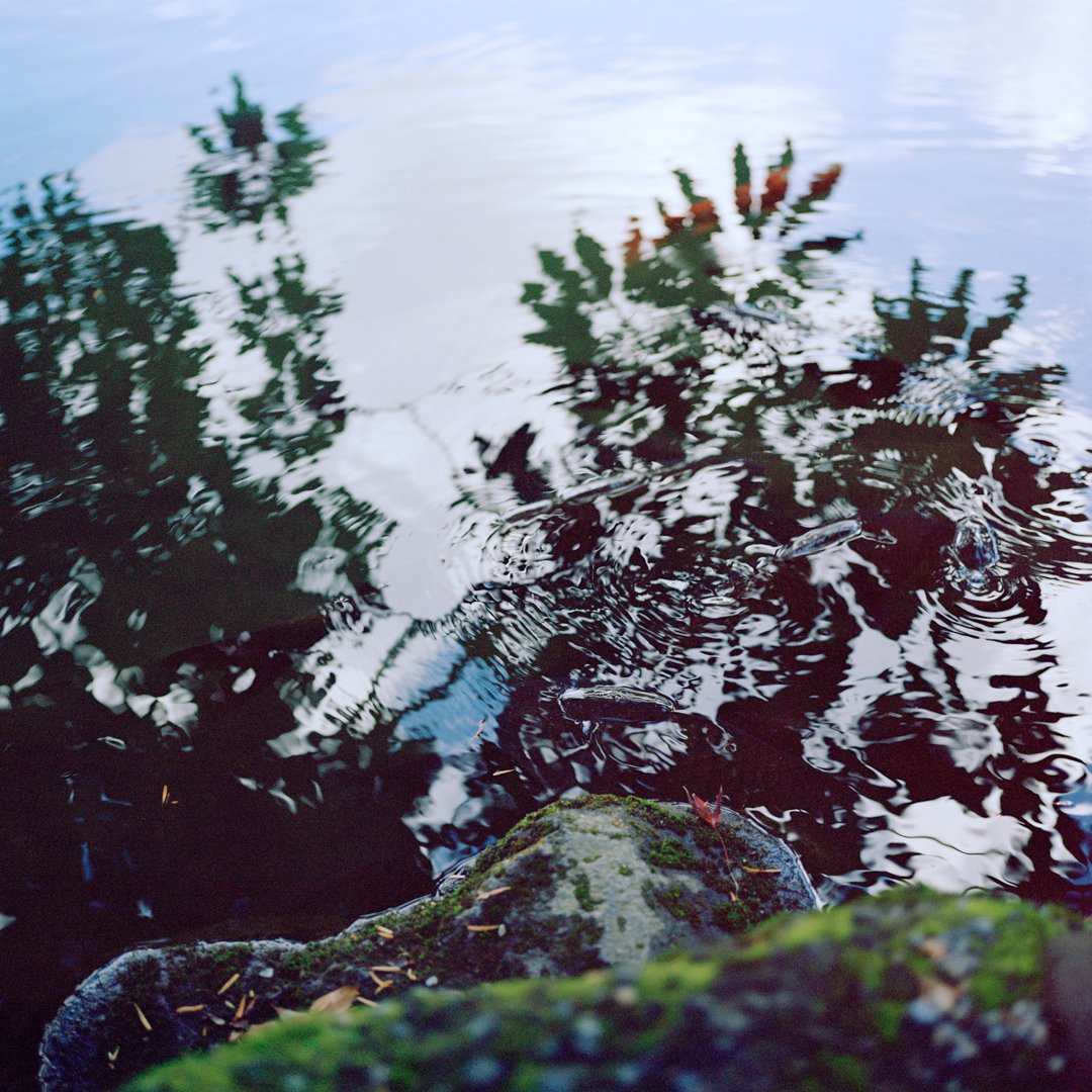 Koi.jpg