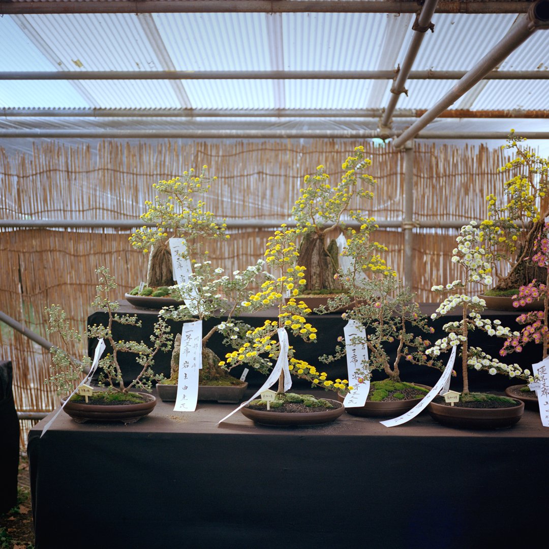 Flowering Bonsai.jpg