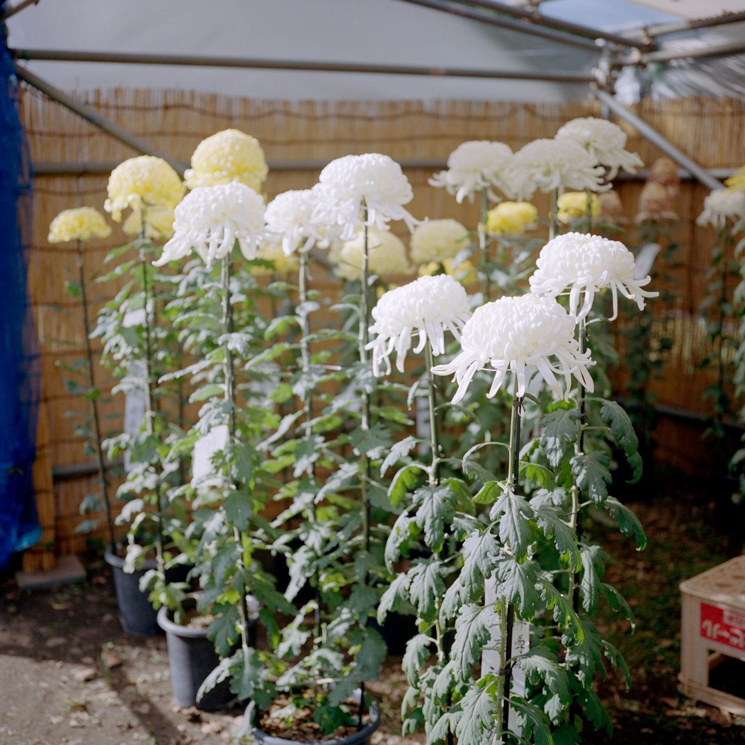 Chrysanthemum II.jpg
