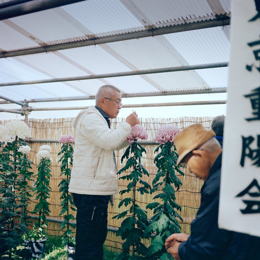 Chrysanthemum I.jpg