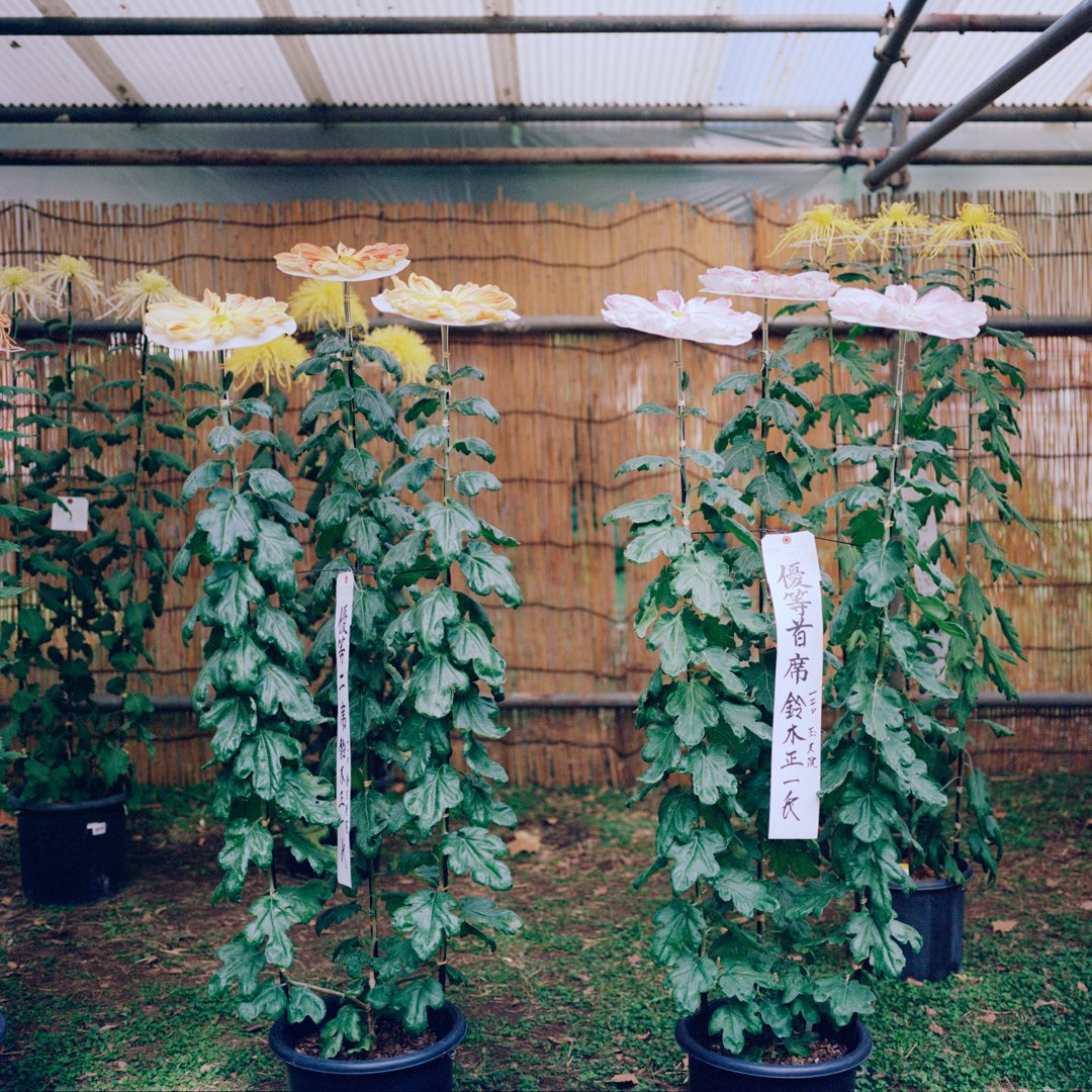 Chrysanthemum III.jpg