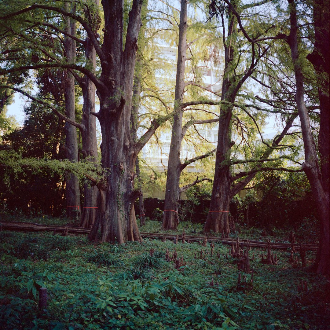 Tokyo Trees.jpg