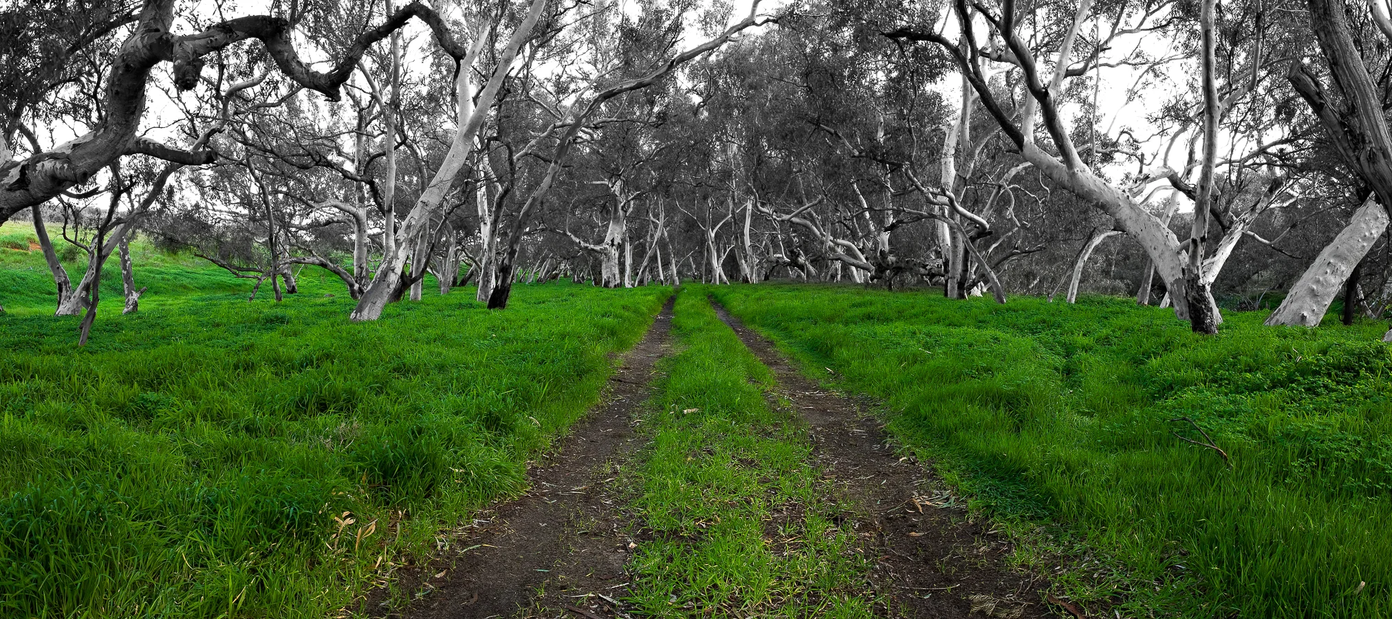 Ghost Gums at Chapman River in Spring