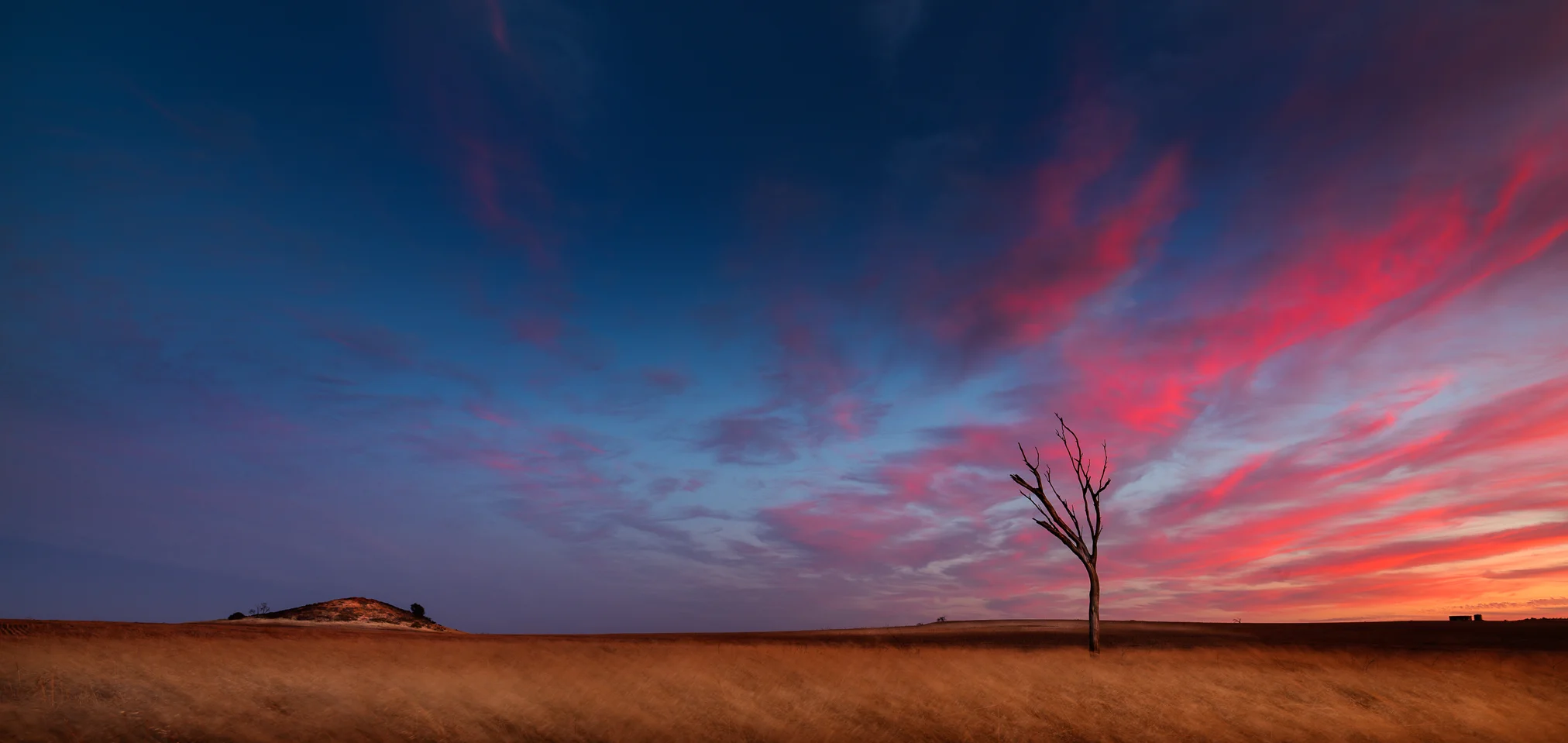 One Tree Sunset