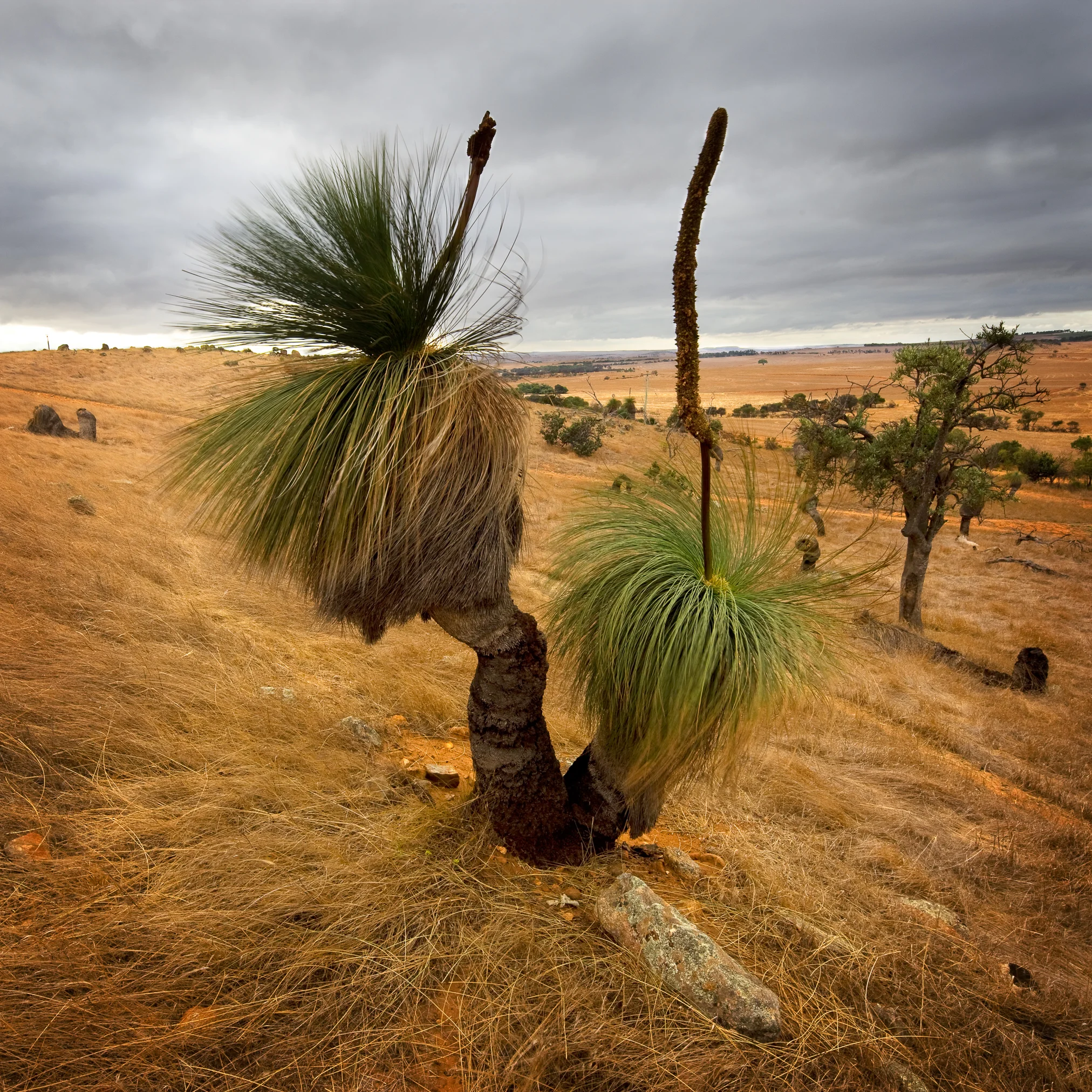 Native Grass Trees Chapman Valley