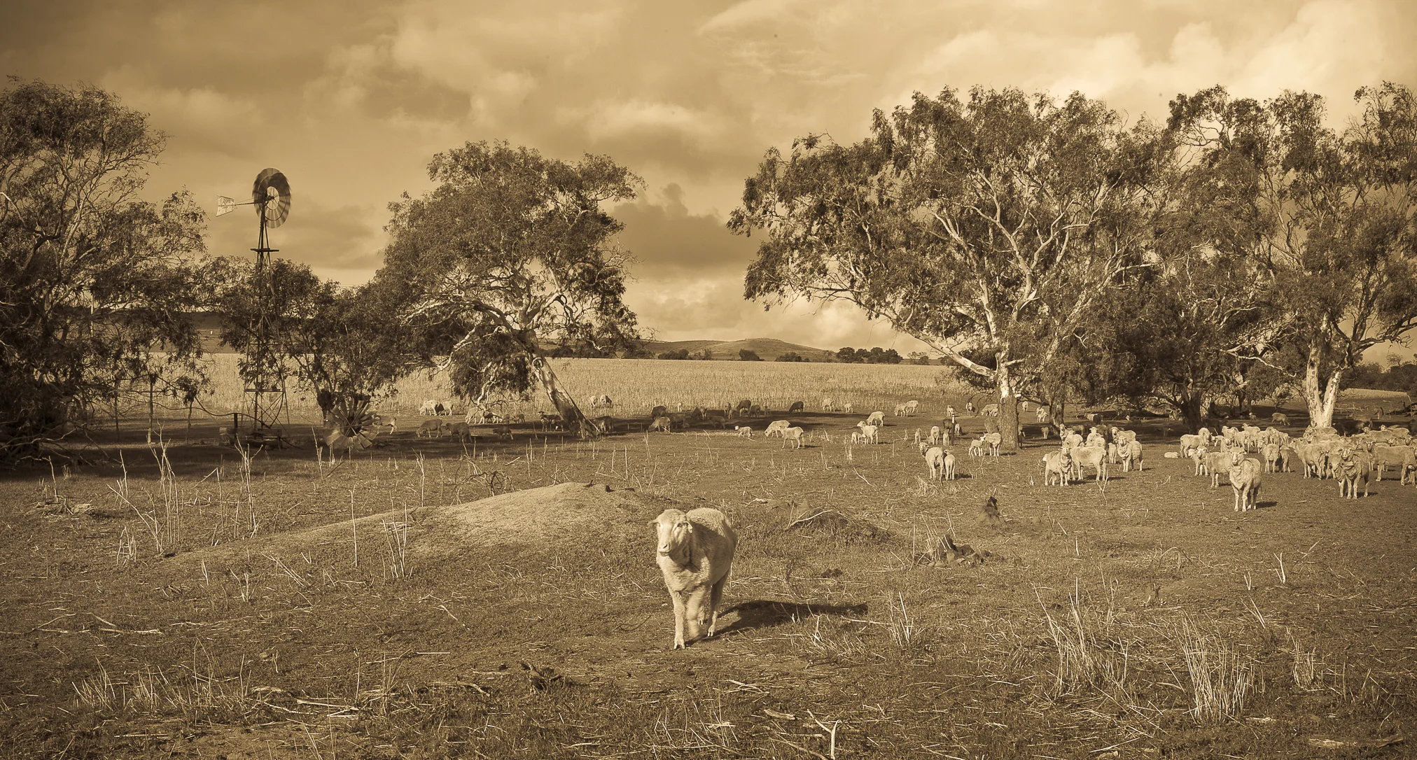 Sheep-Edit.jpg