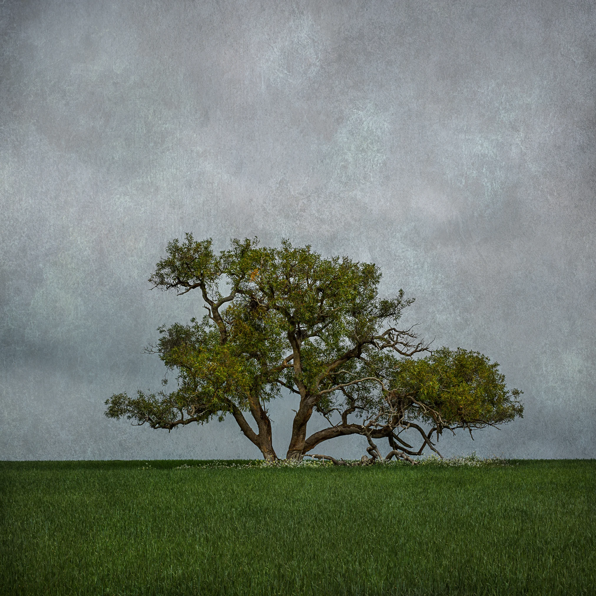 Spring Tree