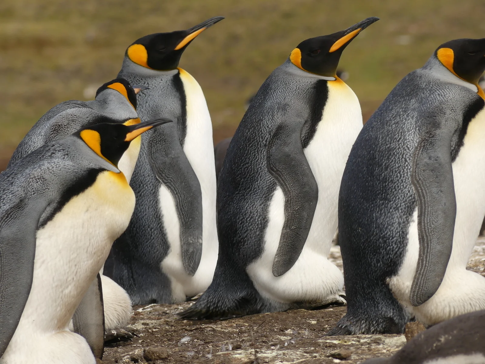 King Penguins at Bluff Cove in the Falklands