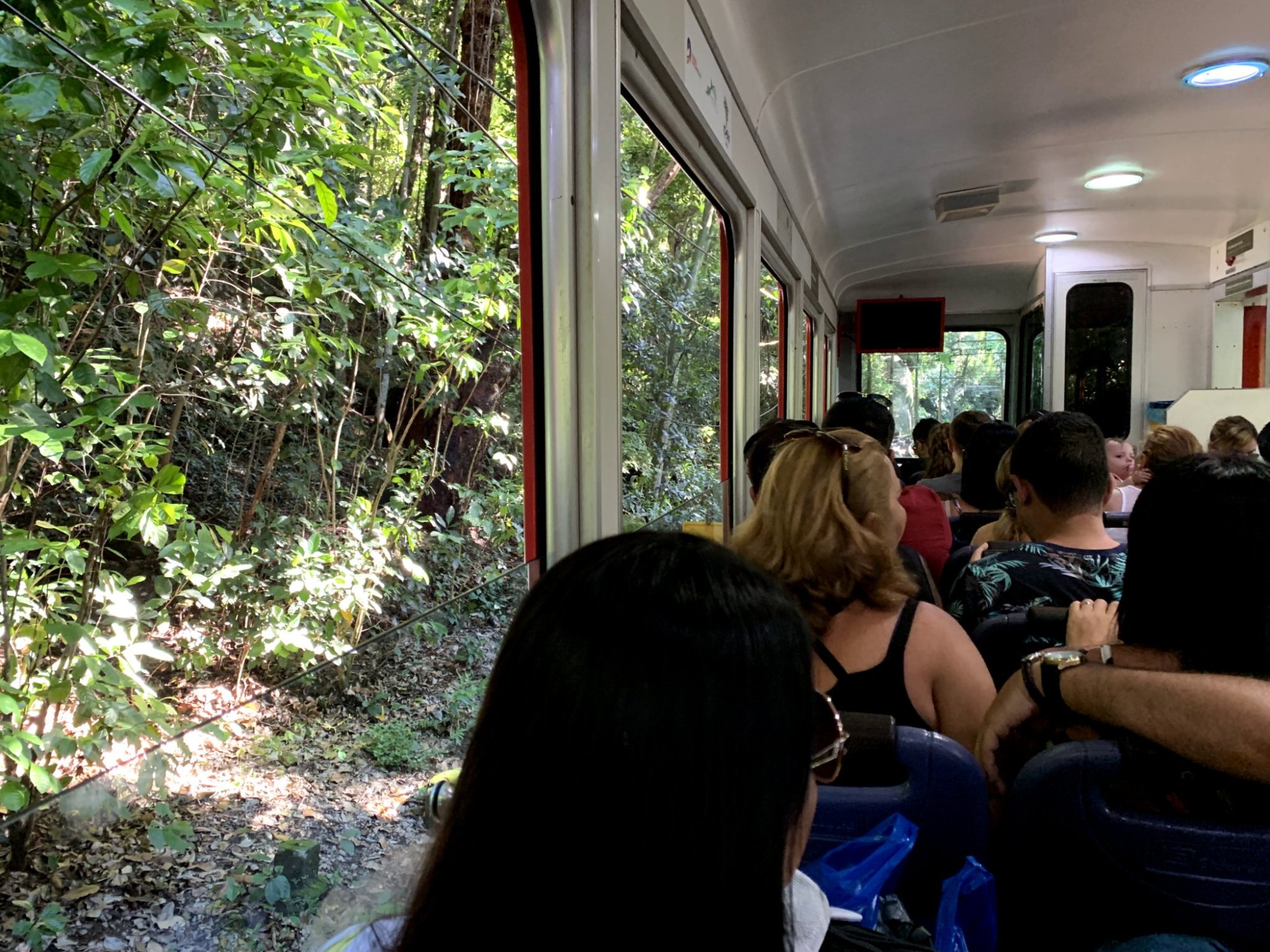 View of the Atlantic rainforest.