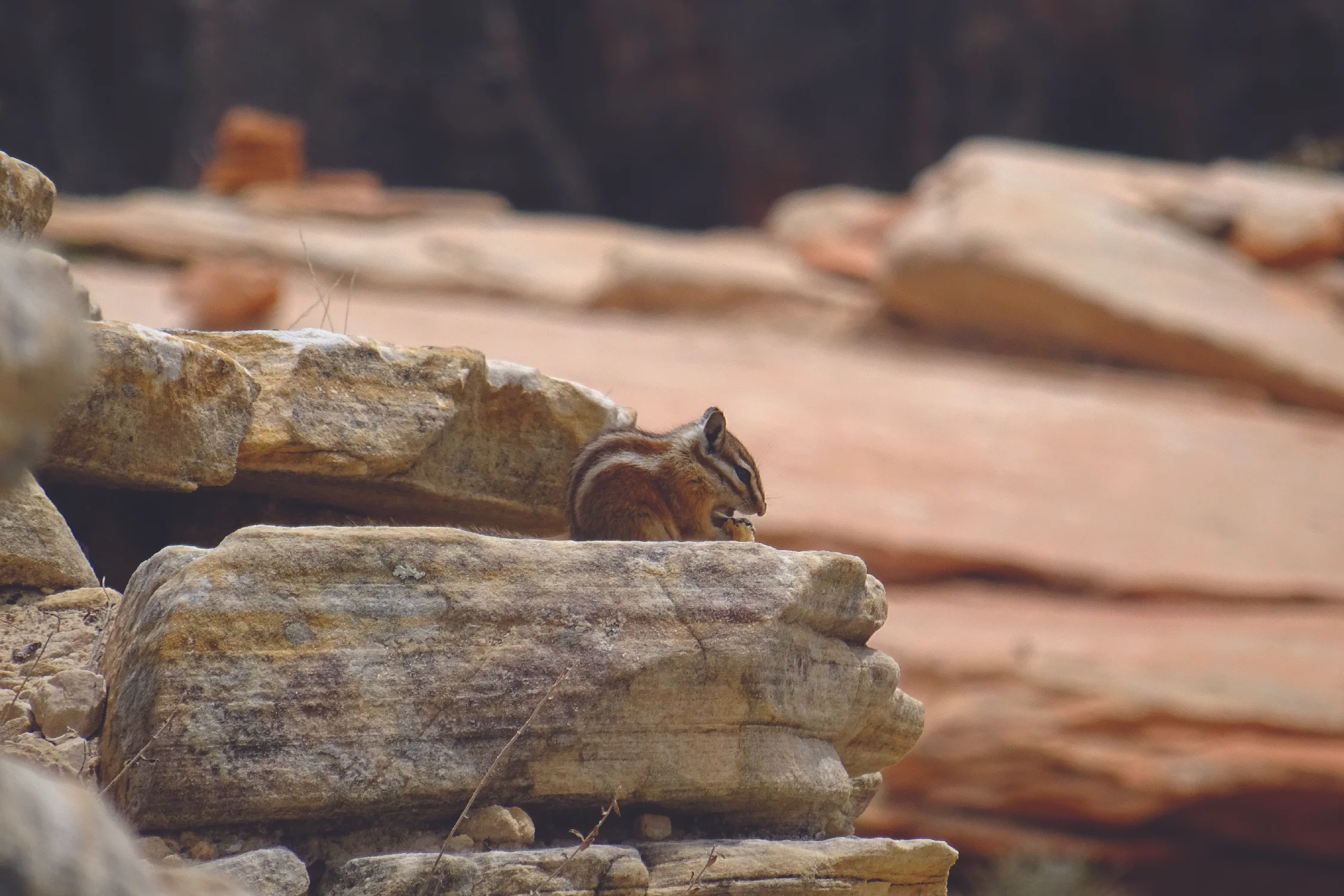 @ Zion National Park- U.S.A.