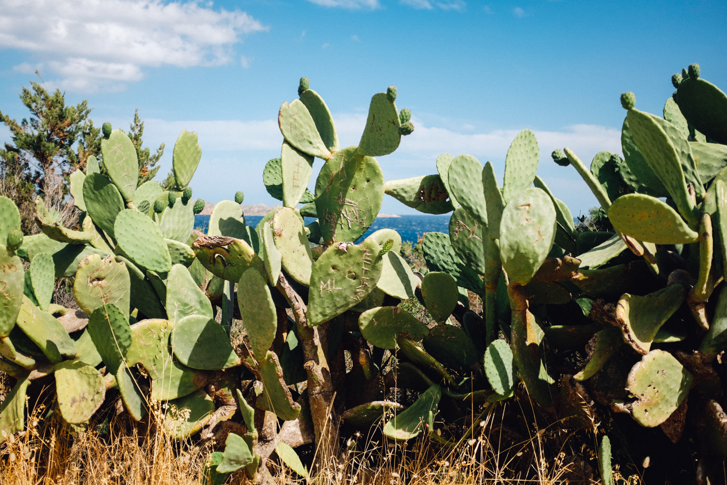 140716_sardegna2016_1212.jpg