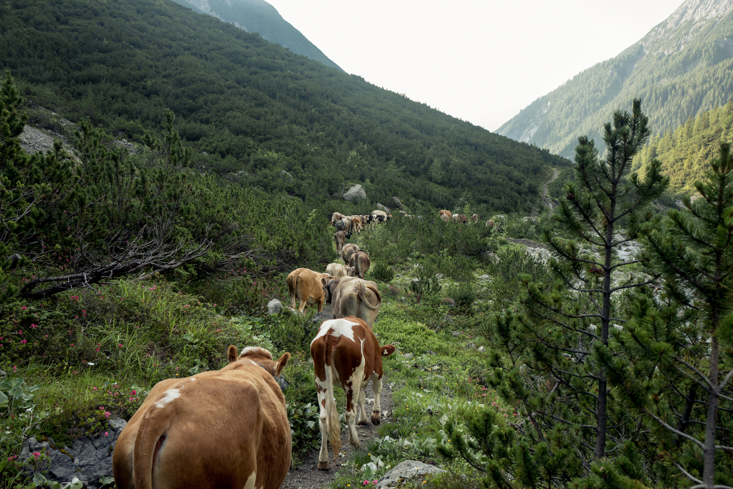 250718_alpenueberquerung_0488.jpg