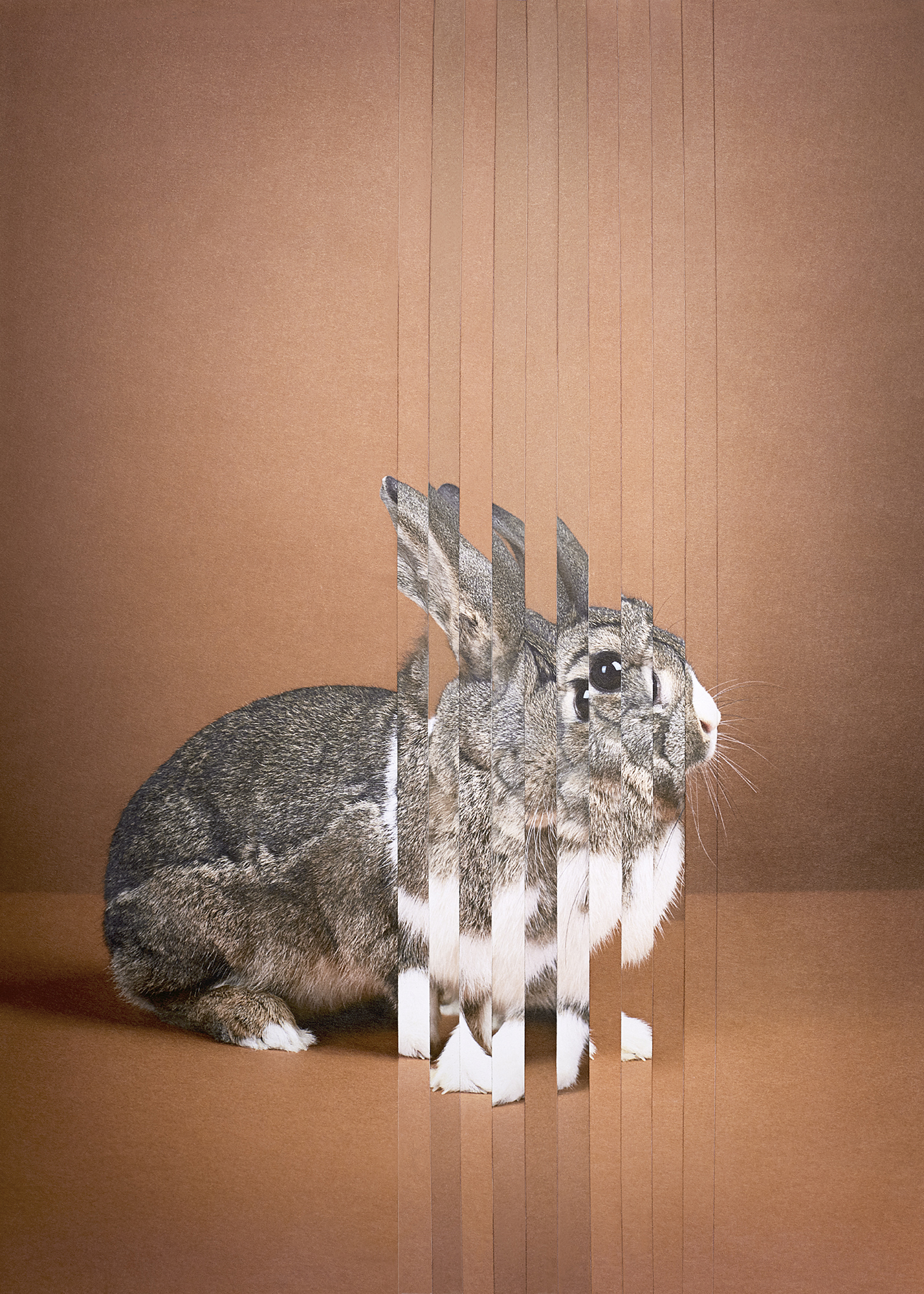 Rabbit.jpg