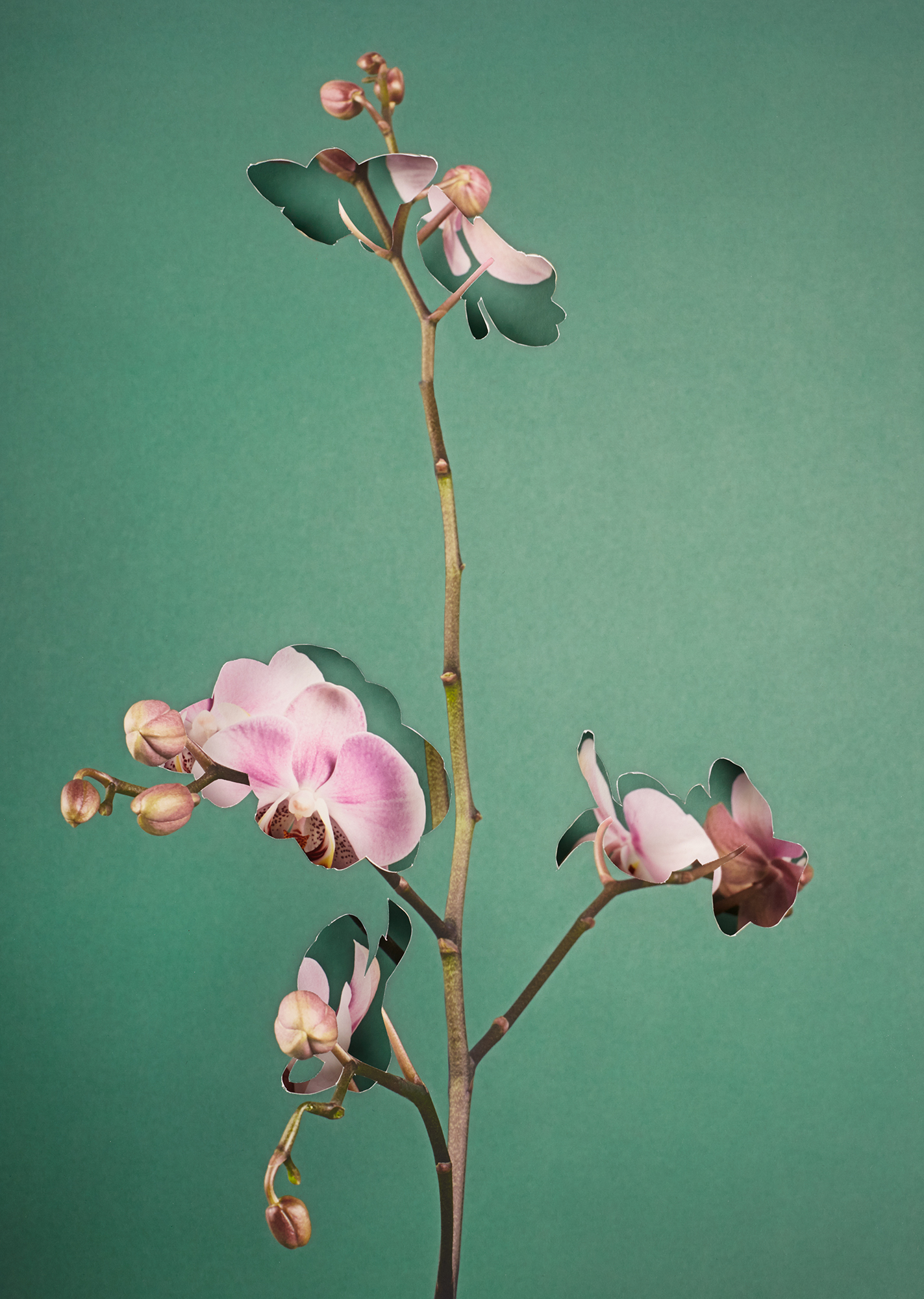 Phalaenopsis_3D.jpg