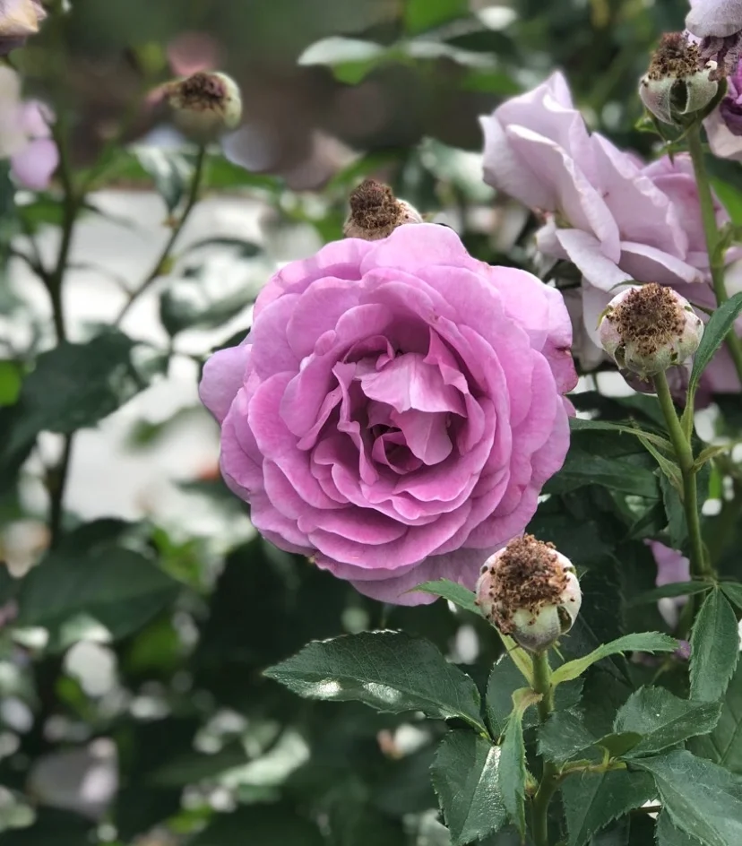 rose3.jpg